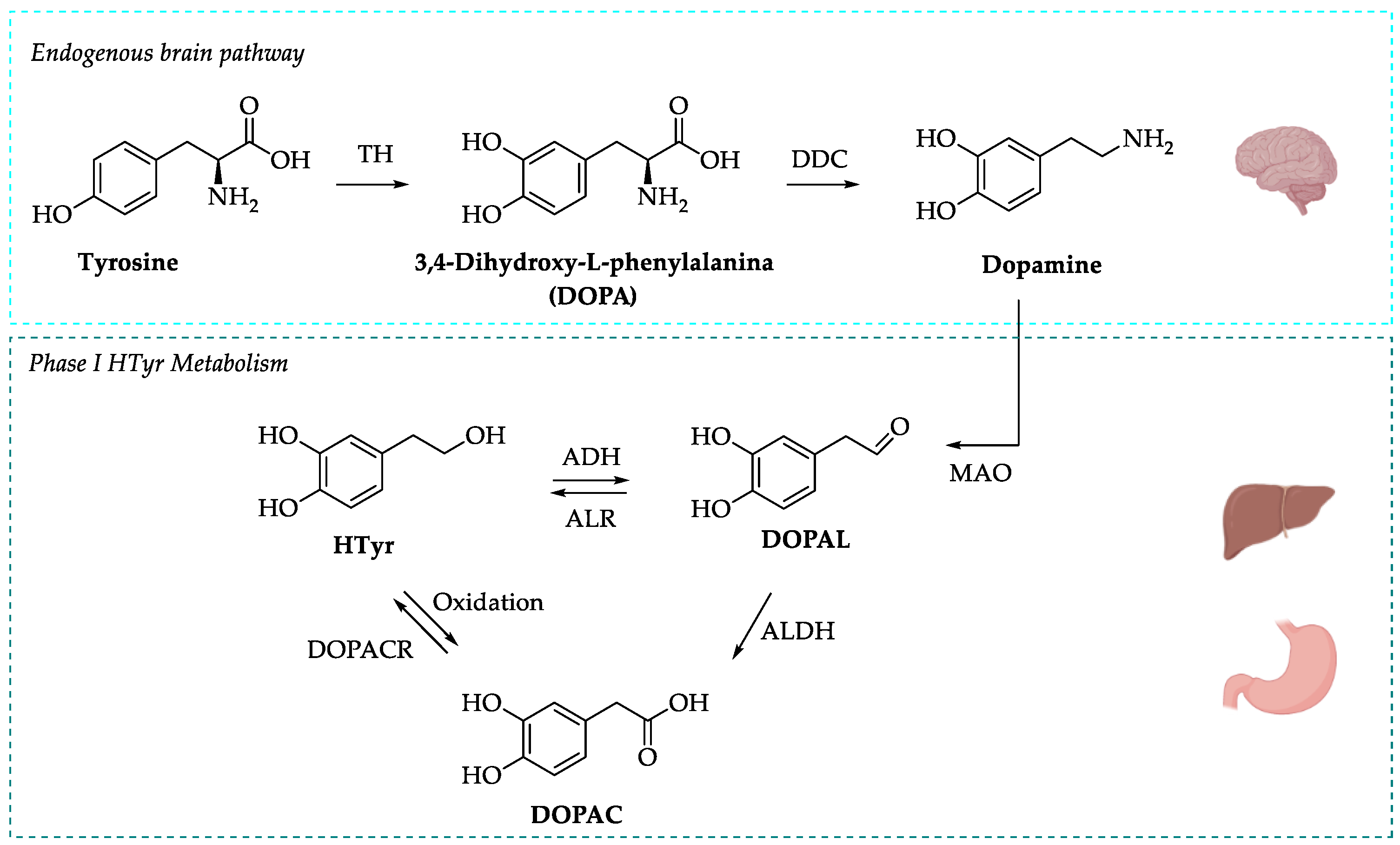 Nutrients 15 01767 sch003