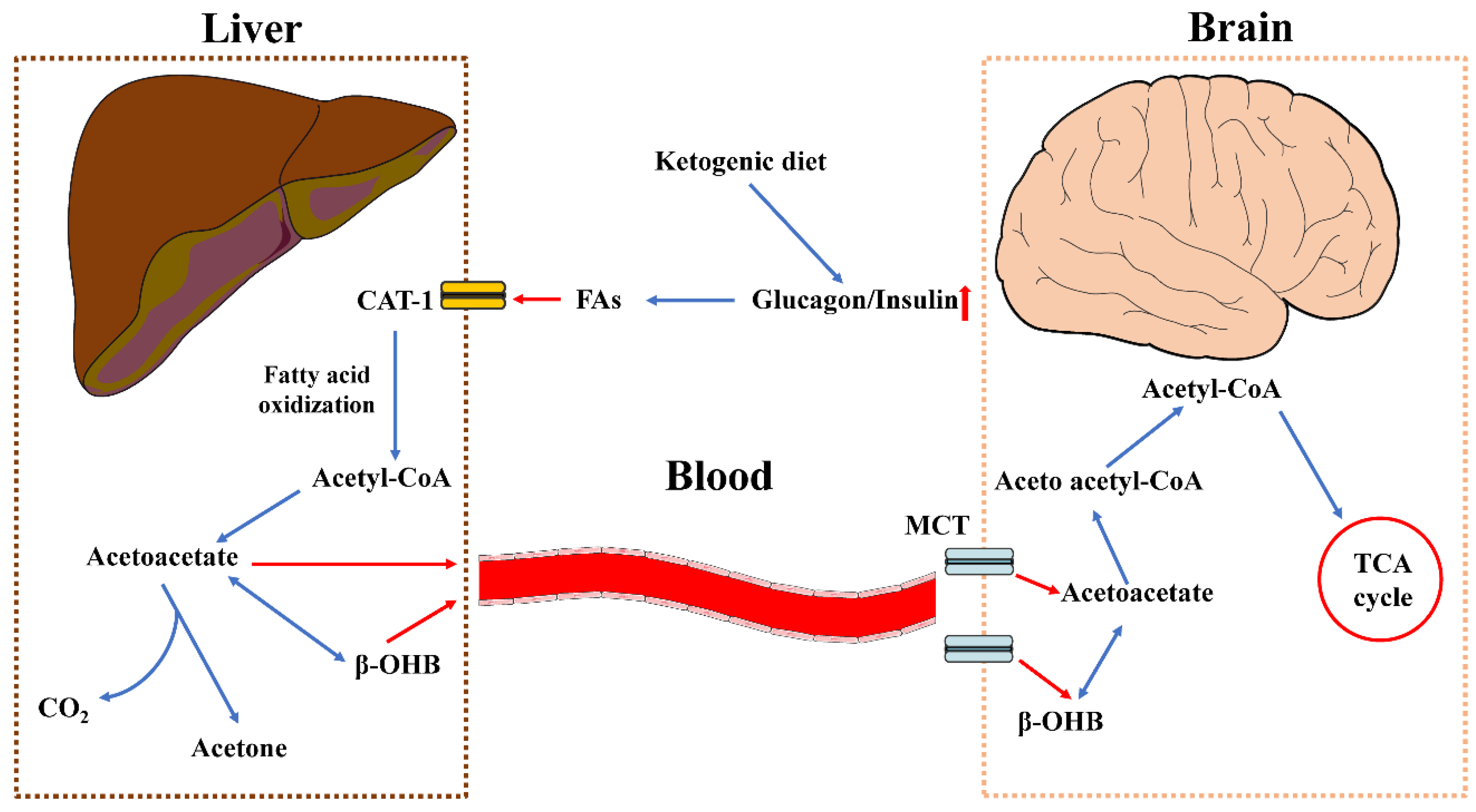 Nutrients 15 01971 g002