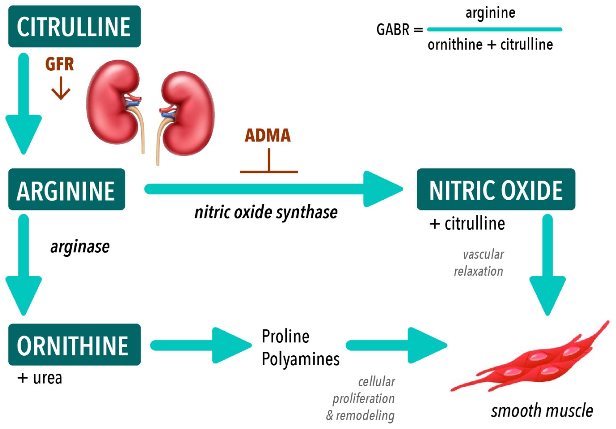 Nutrients 15 02162 g001
