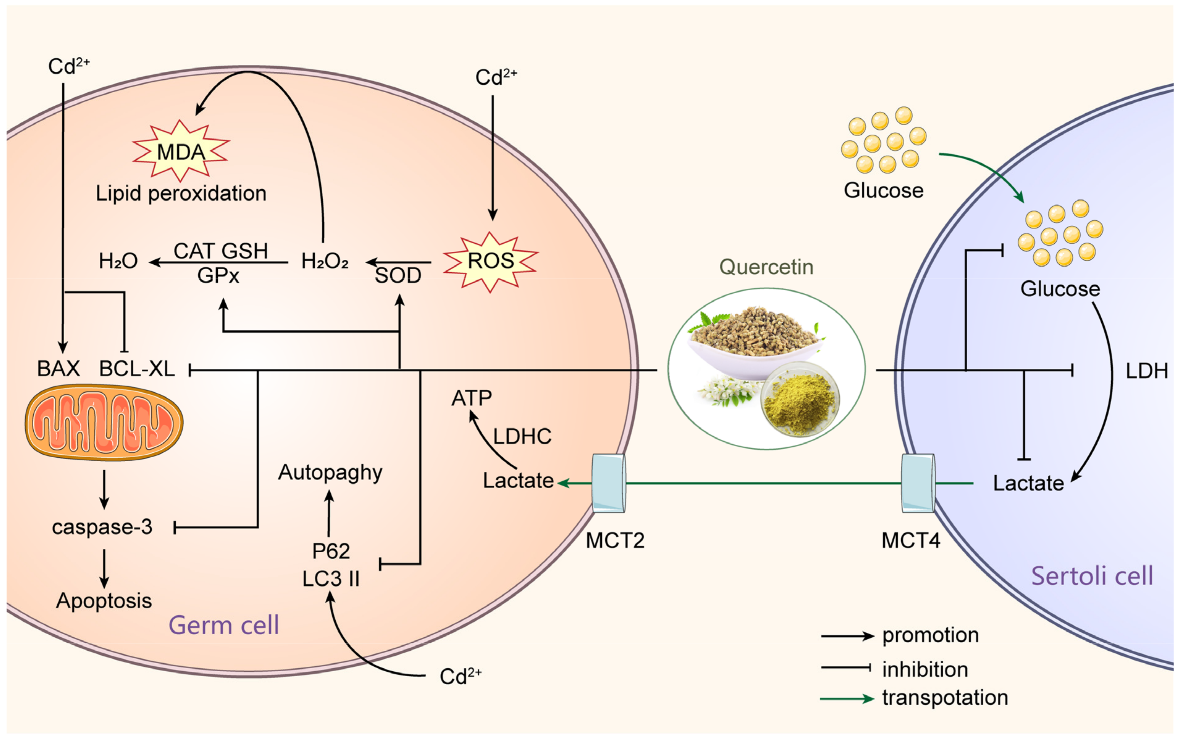 Nutrients 15 02231 g002