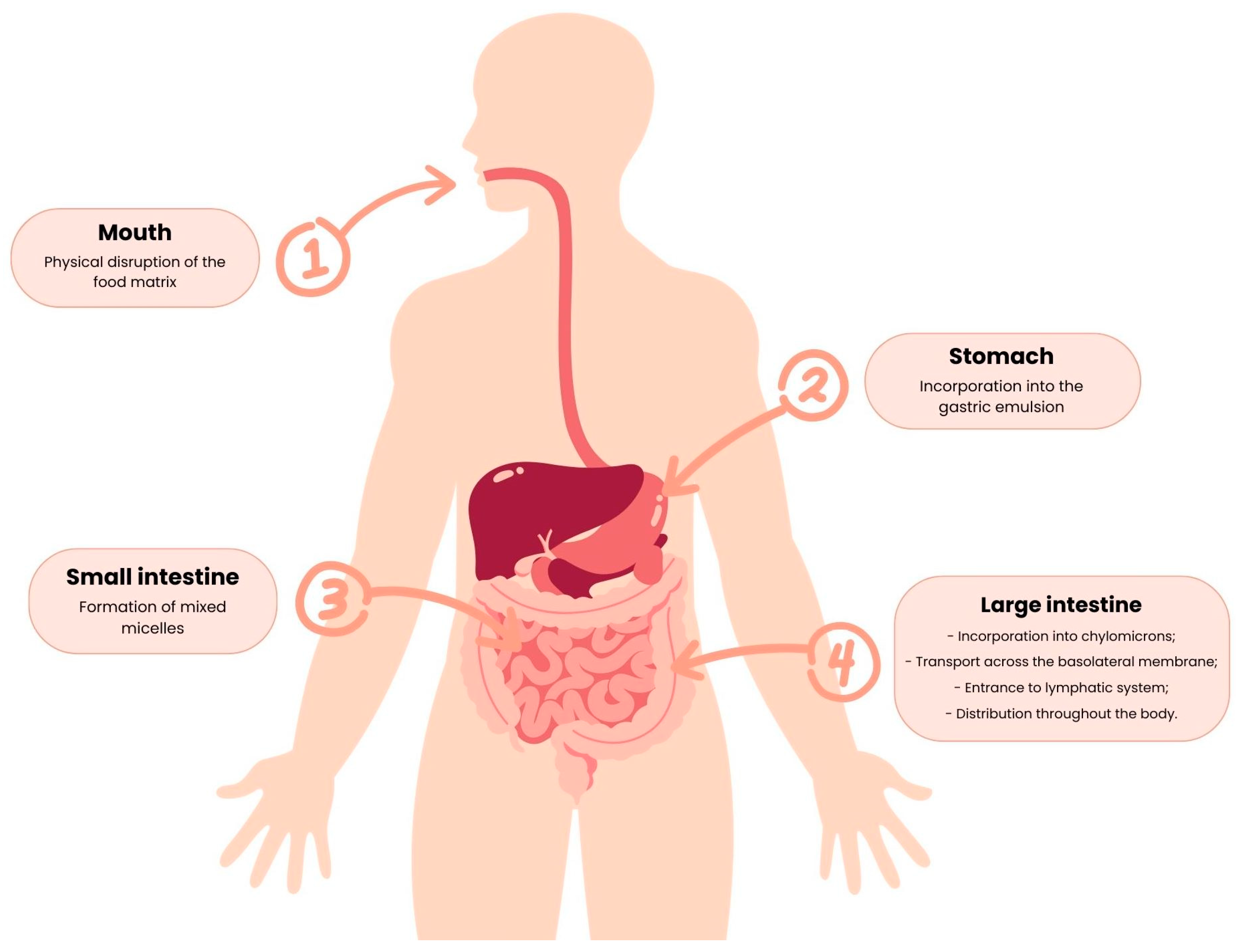 Nutrients 15 02265 g005 Nutrients 15 02265 g005