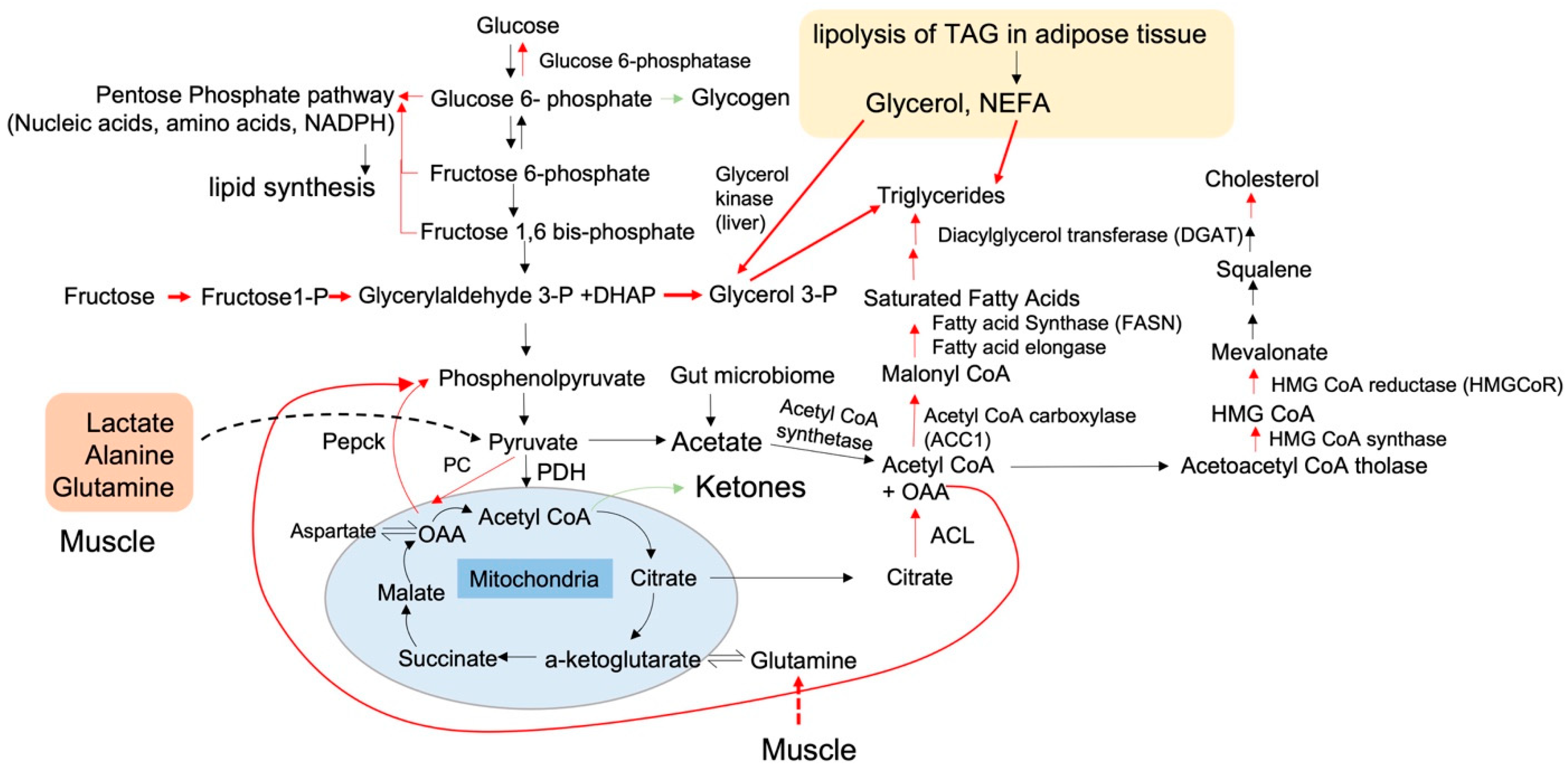 Nutrients 15 02323 g002