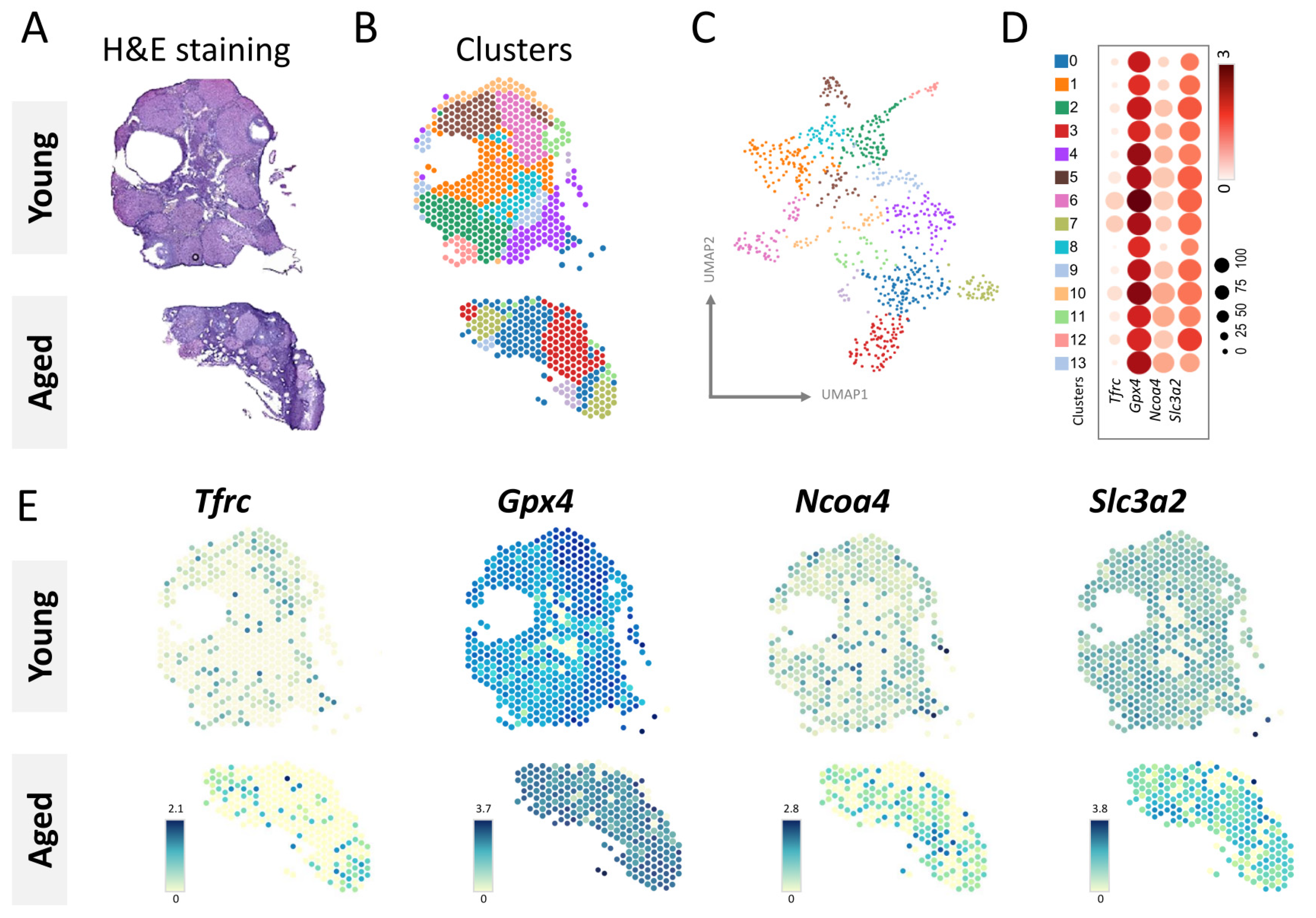 Nutrients 15 02461 g003