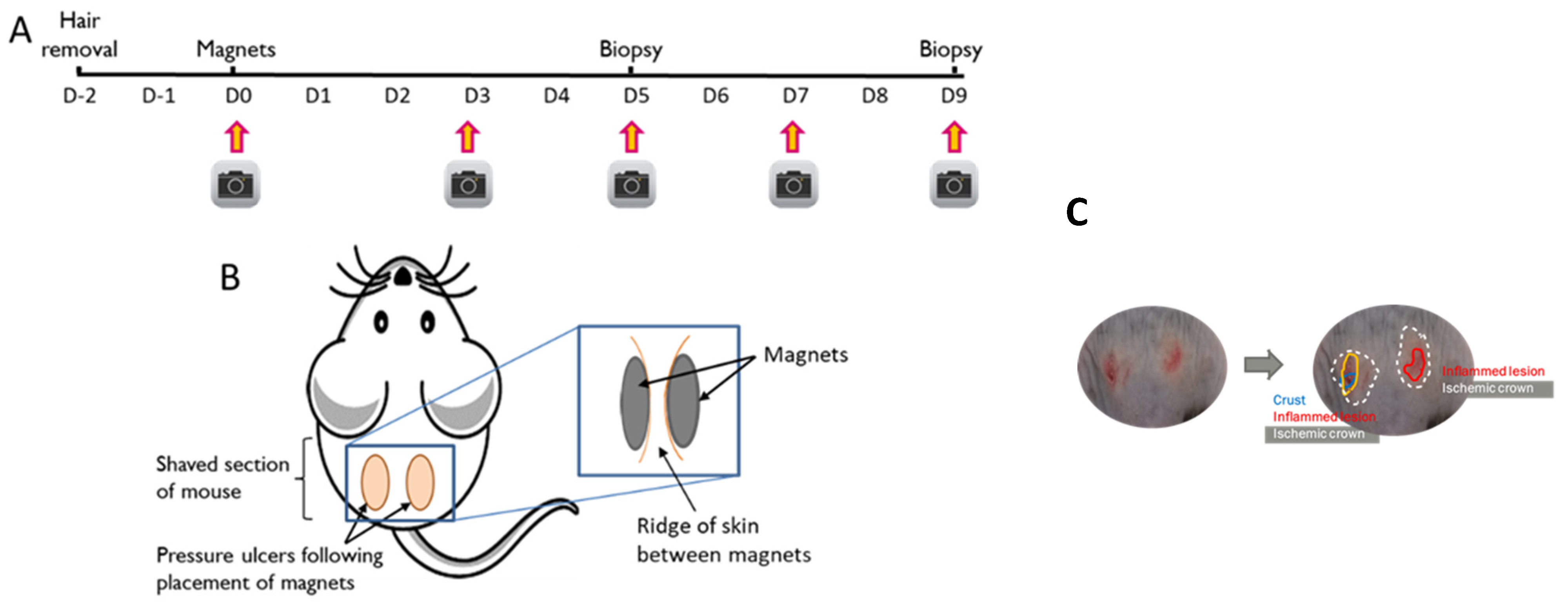 Nutrients 15 02534 g001
