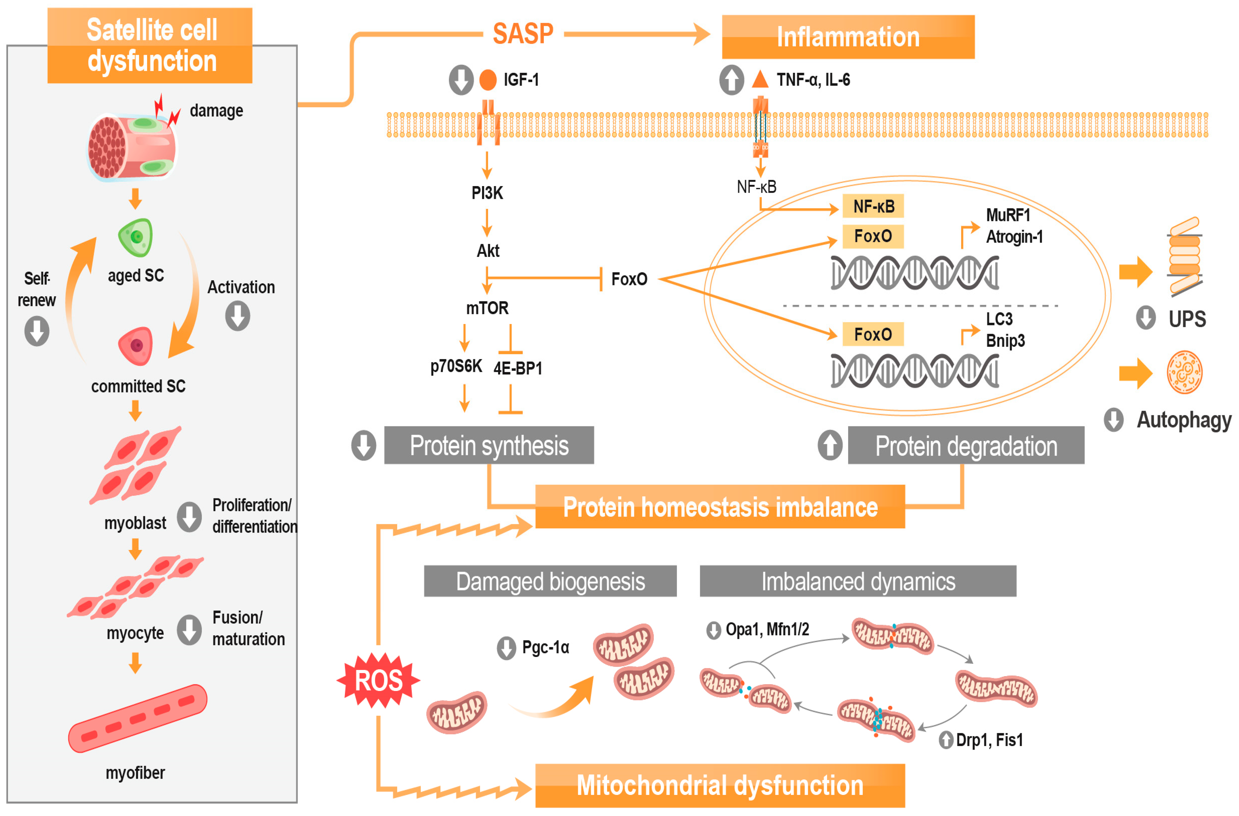 Nutrients 15 02625 g003