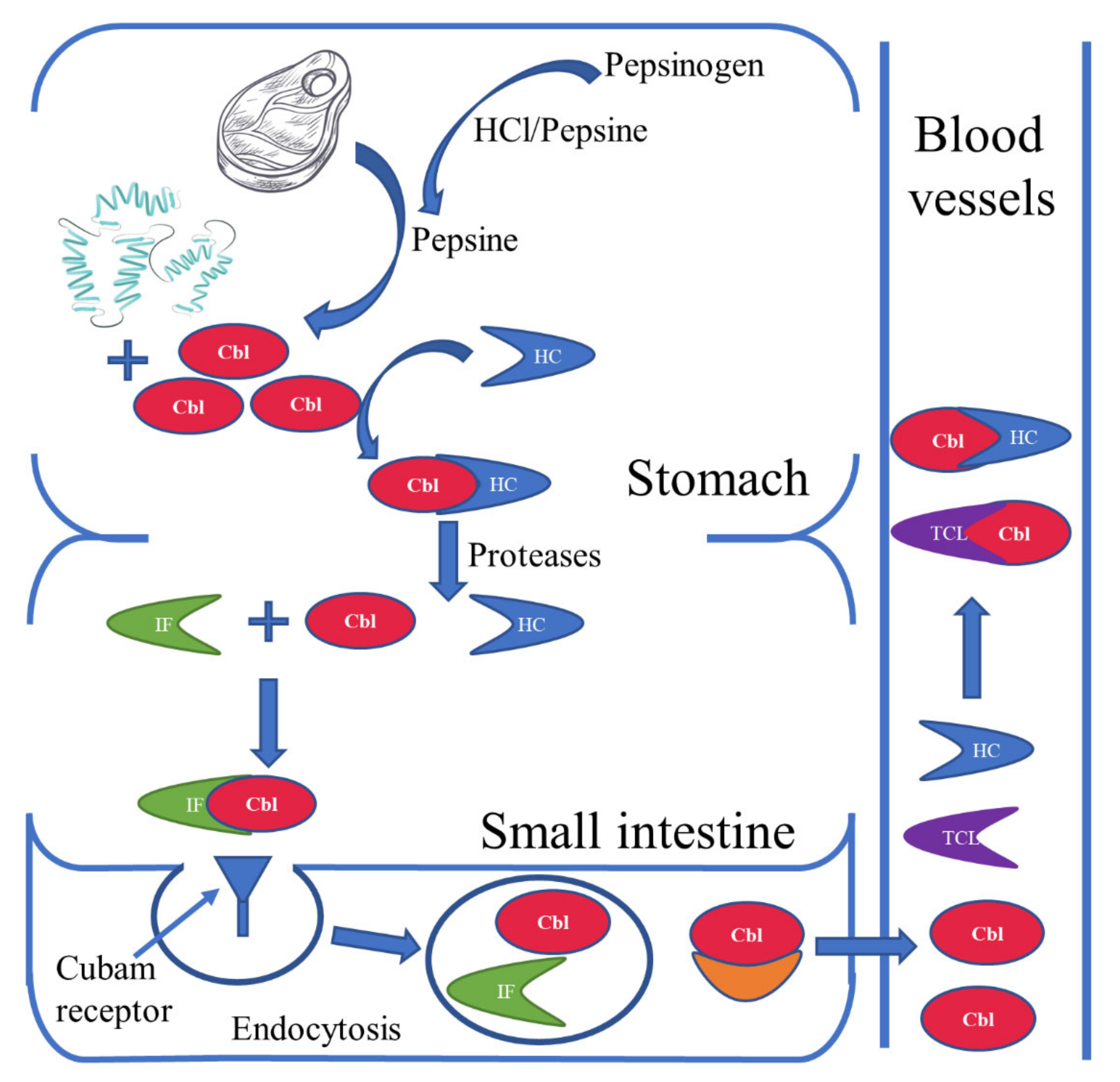 Nutrients 15 02734 g002