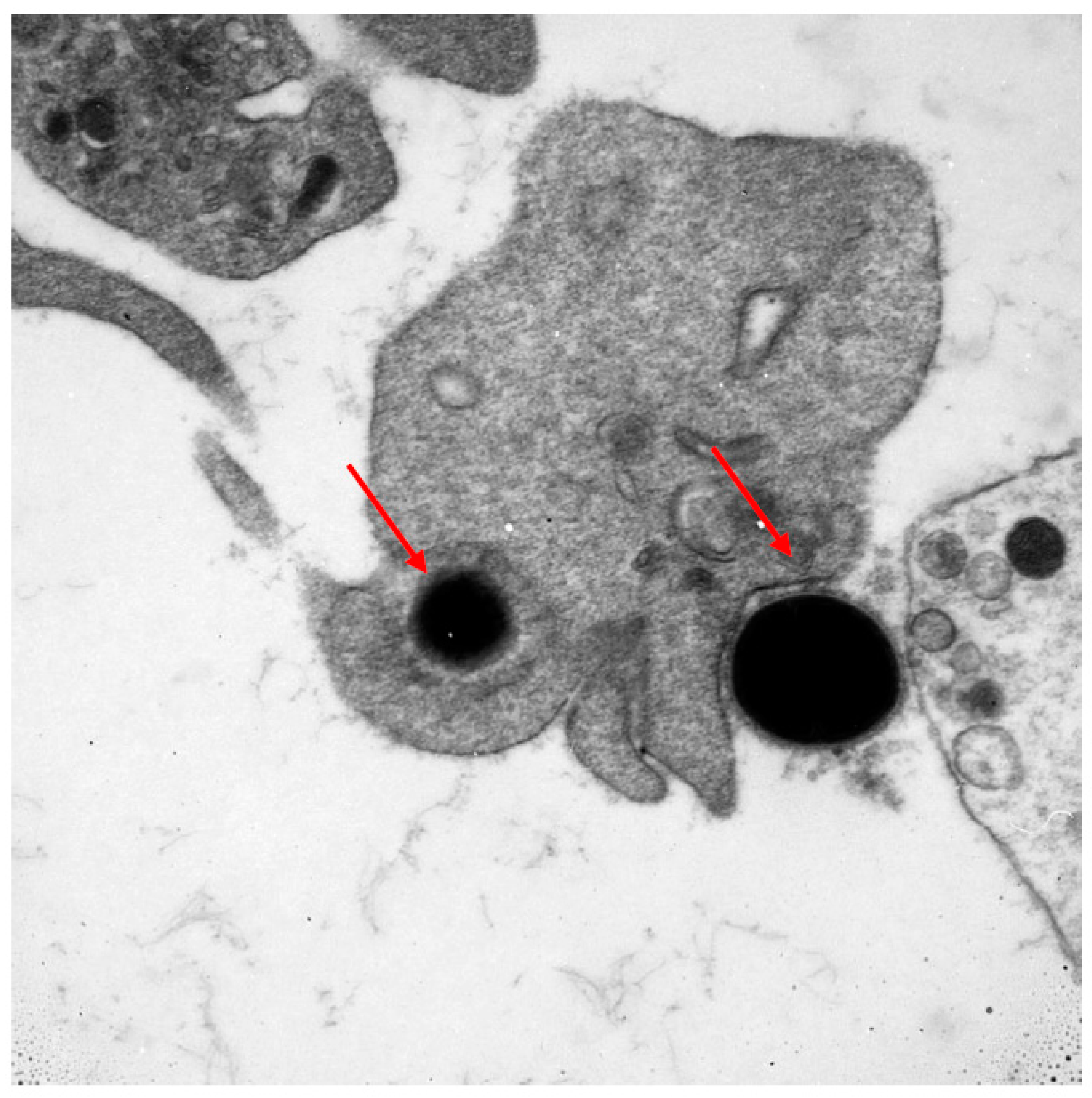 Nutrients 15 02911 g001