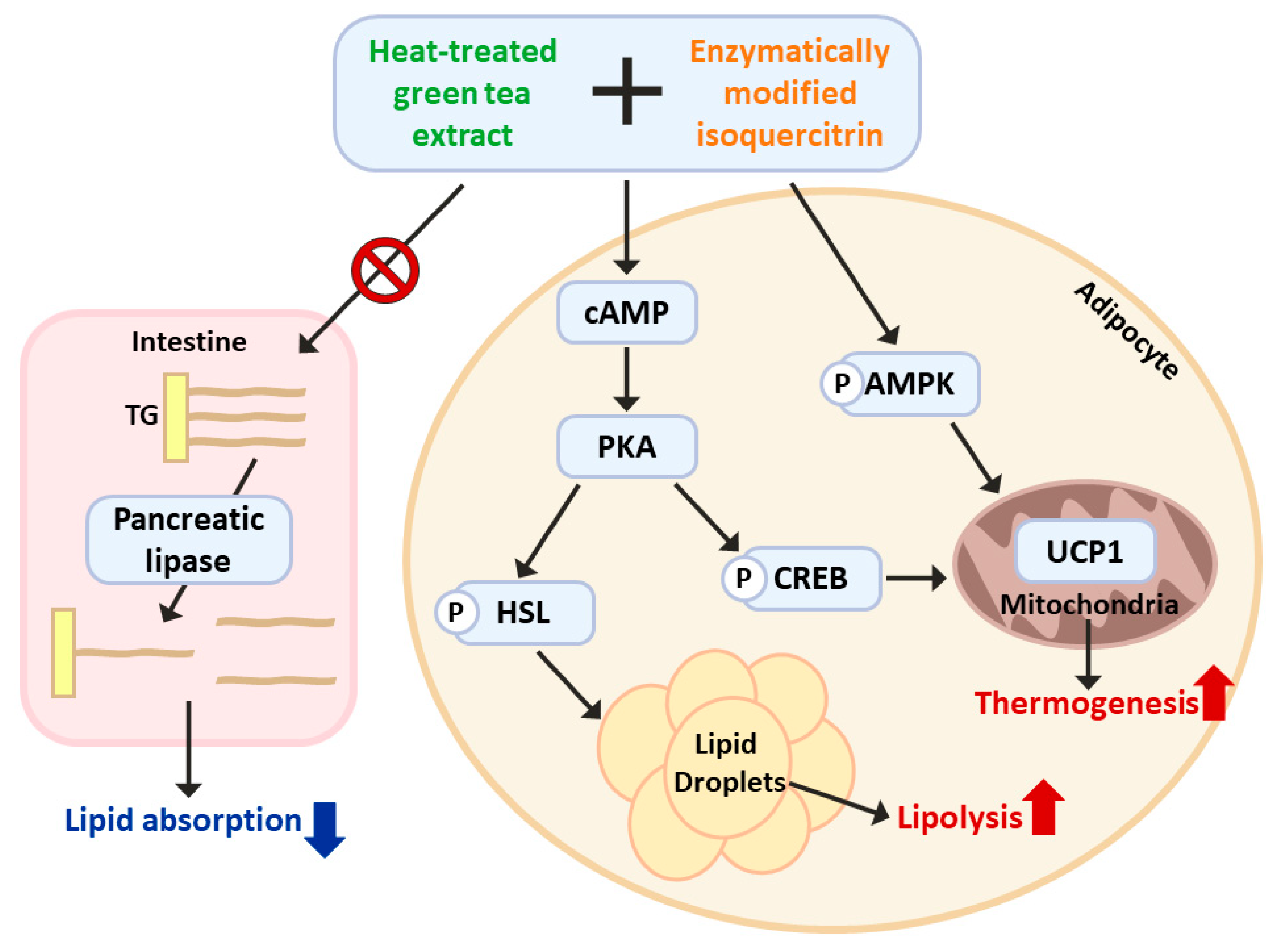Nutrients 15 02931 g007