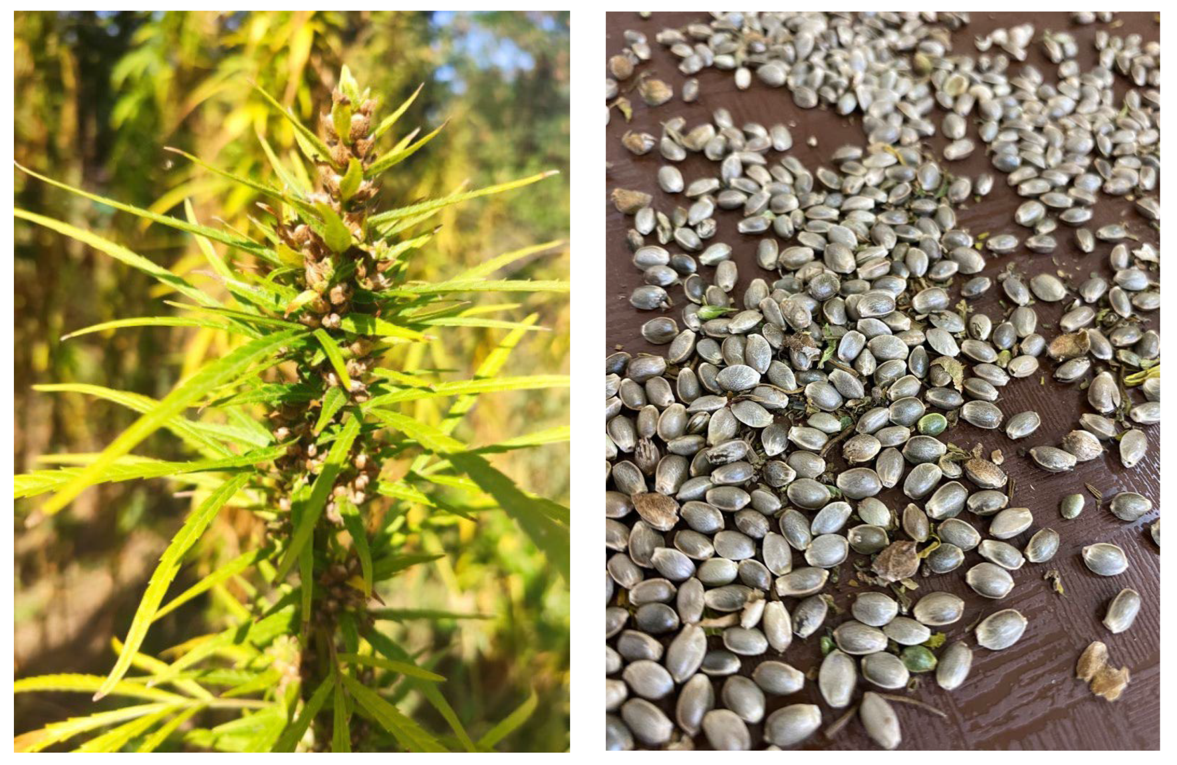 Nutrients 15 02944 g001