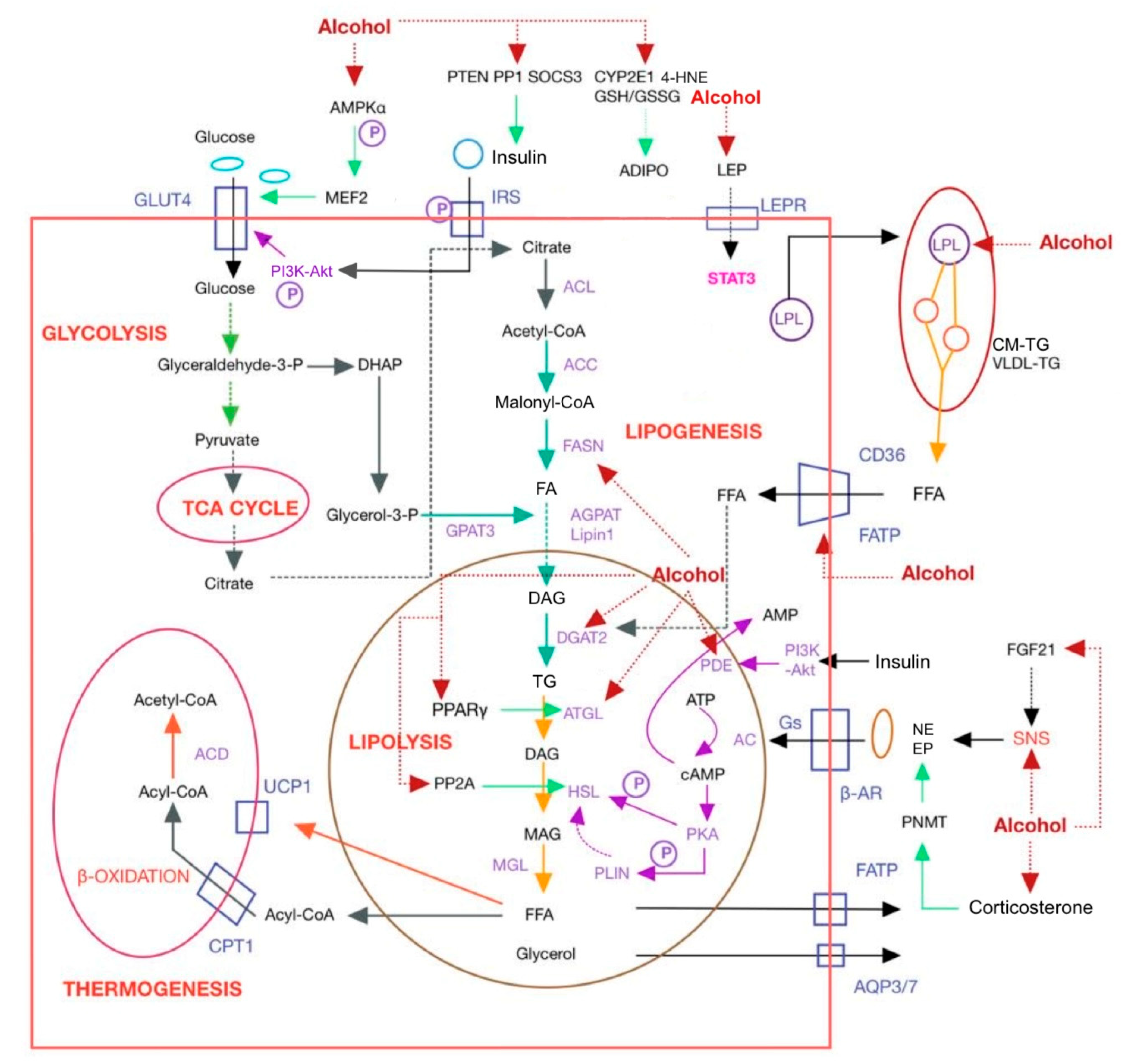Nutrients 15 02953 g002