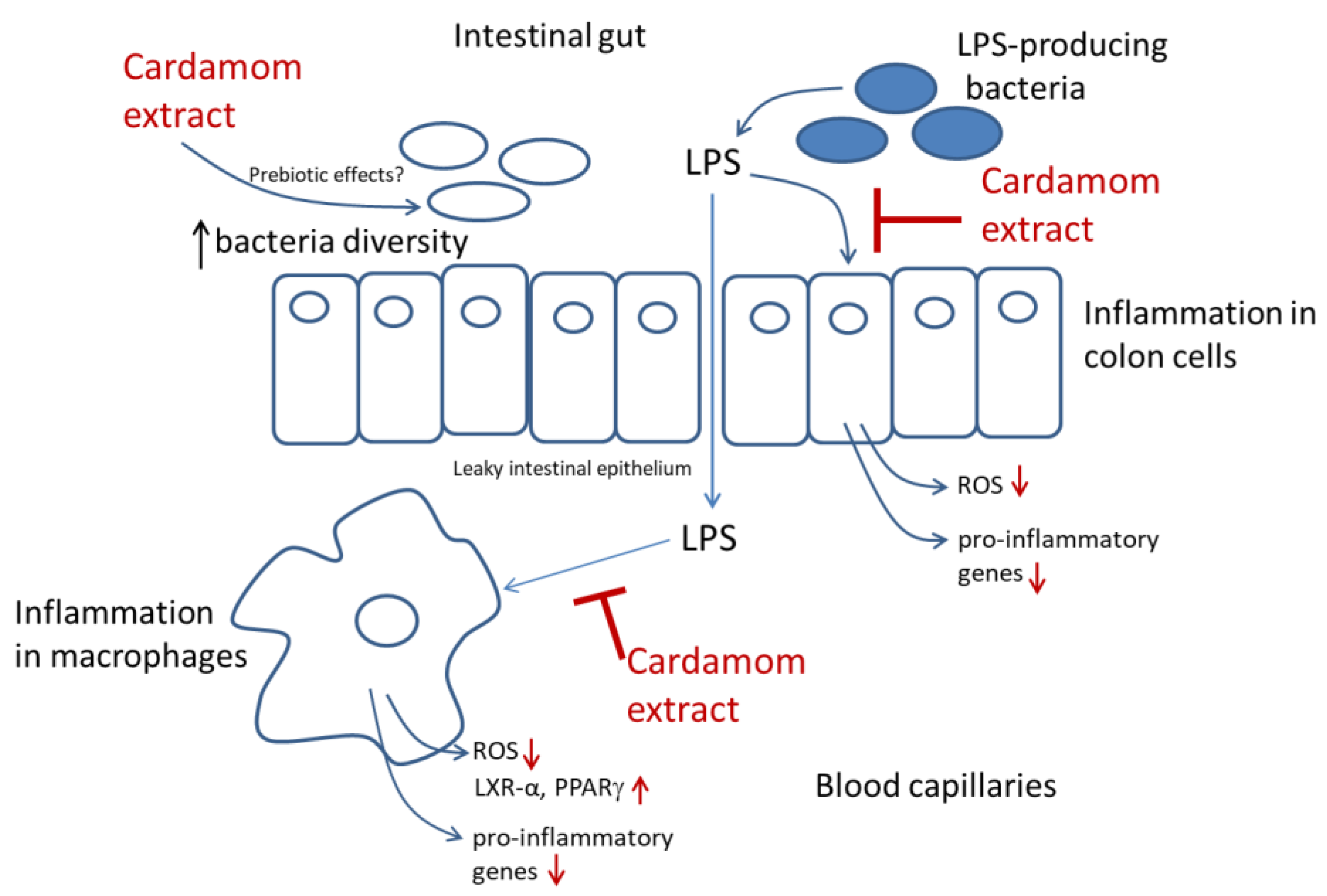 Nutrients 15 02965 g007 Nutrients 15 02965 g007