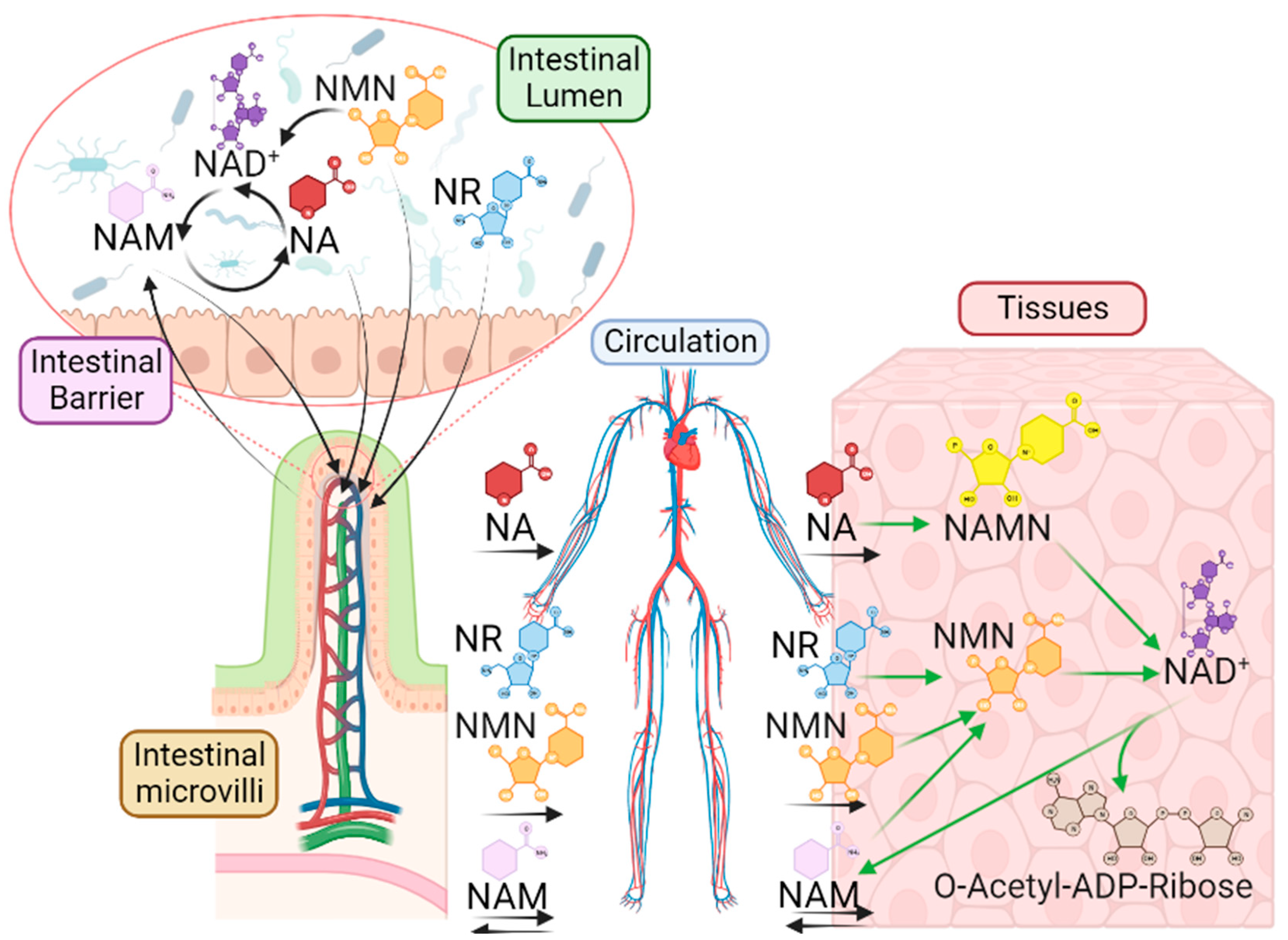 Nutrients 15 02992 g002 Nutrients 15 02992 g002
