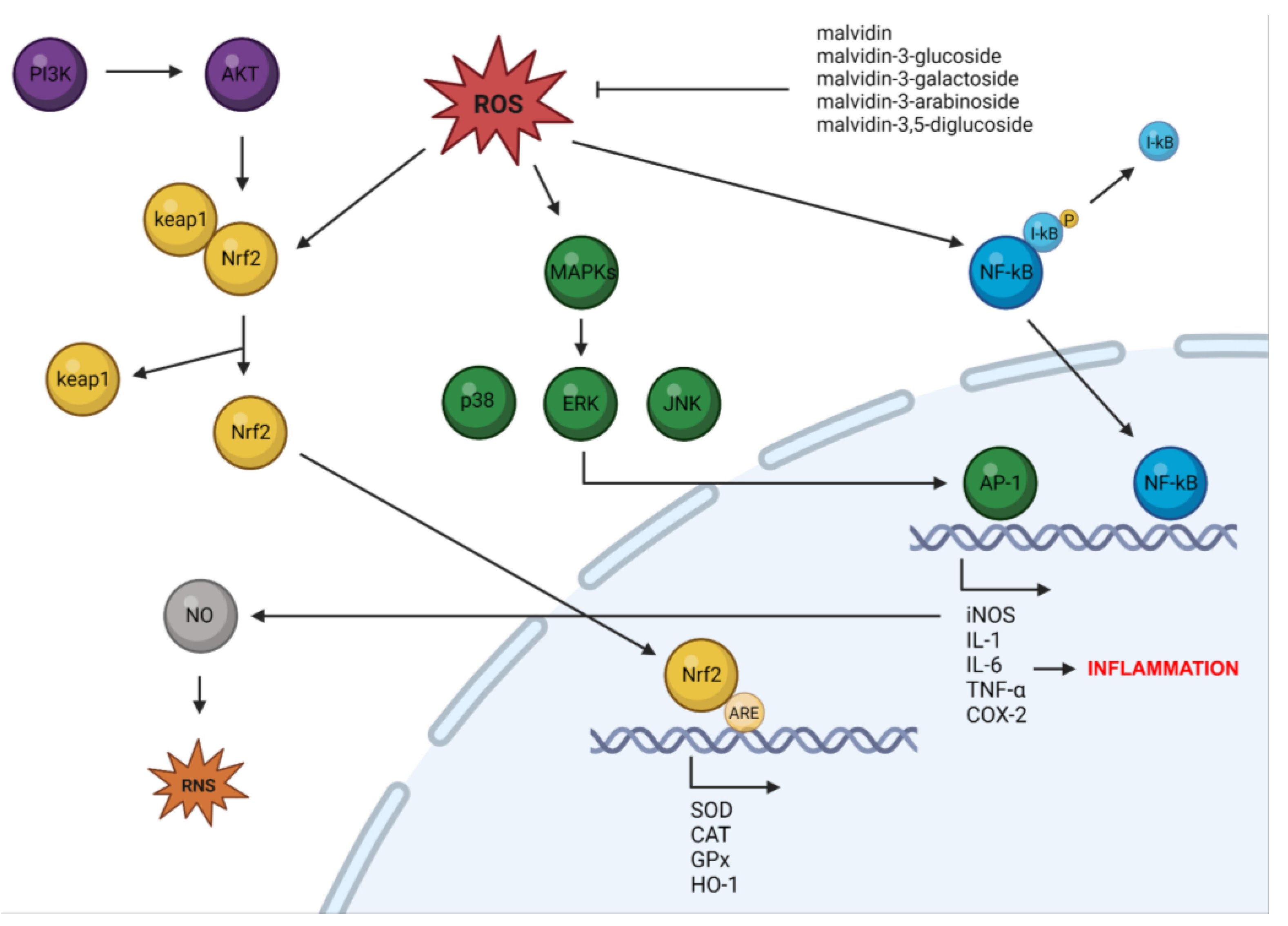 Nutrients 15 03016 g002