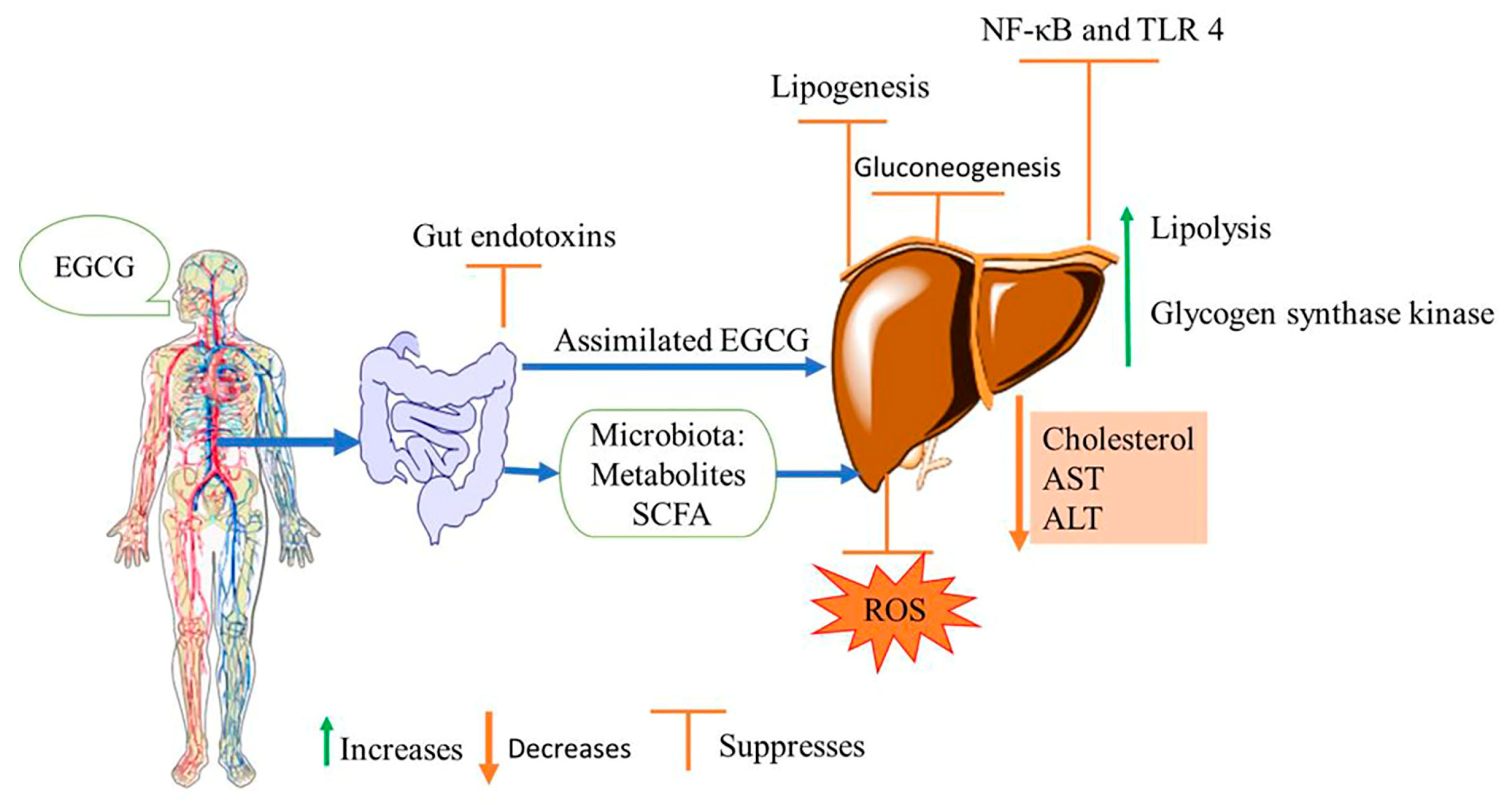 Nutrients 15 03022 g003 Nutrients 15 03022 g003