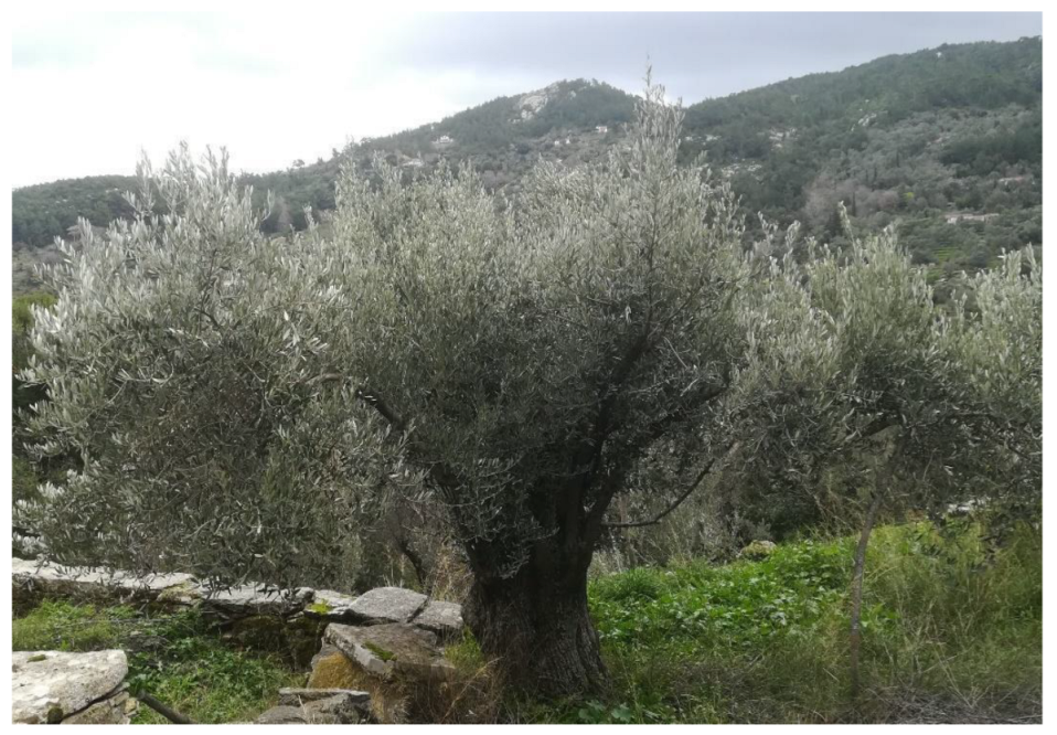 Nutrients 15 03242 g002 Nutrients 15 03242 g002
