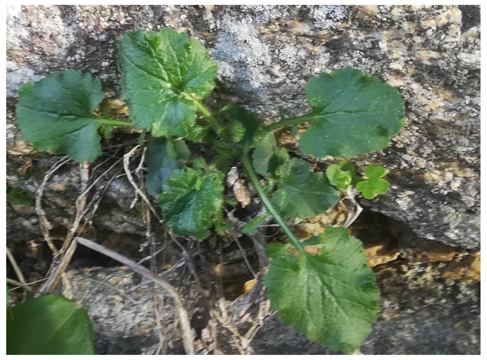 Nutrients 15 03242 g003 Nutrients 15 03242 g003
