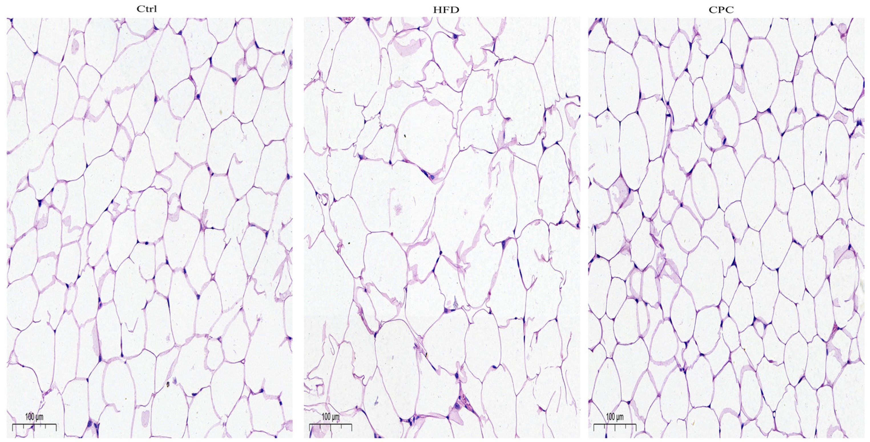 Nutrients 15 03642 g002 Nutrients 15 03642 g002