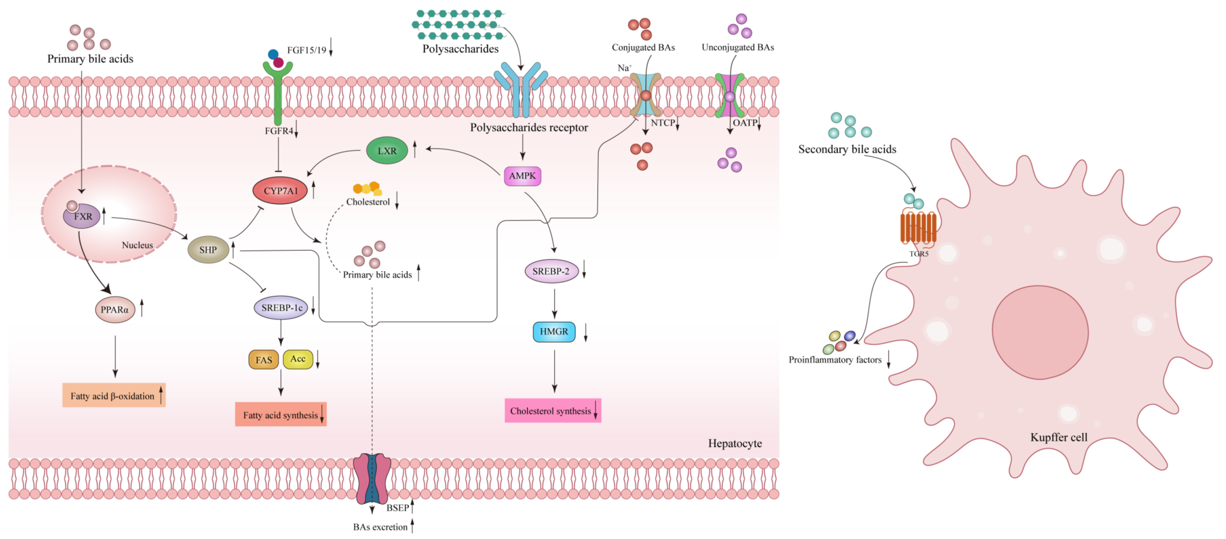 Nutrients 15 03722 g004