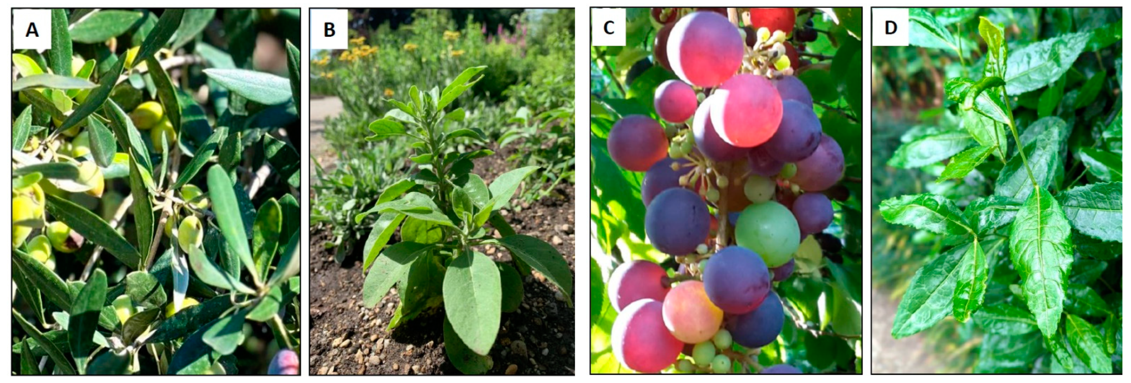 Nutrients 15 03797 g002