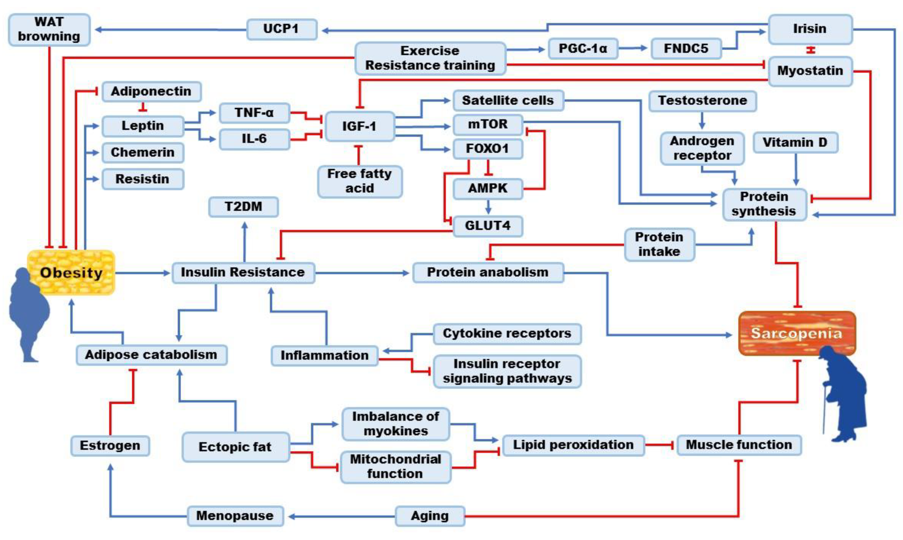 Recent Advances in Nutraceuticals for the Treatment of Sarcopenic ...
