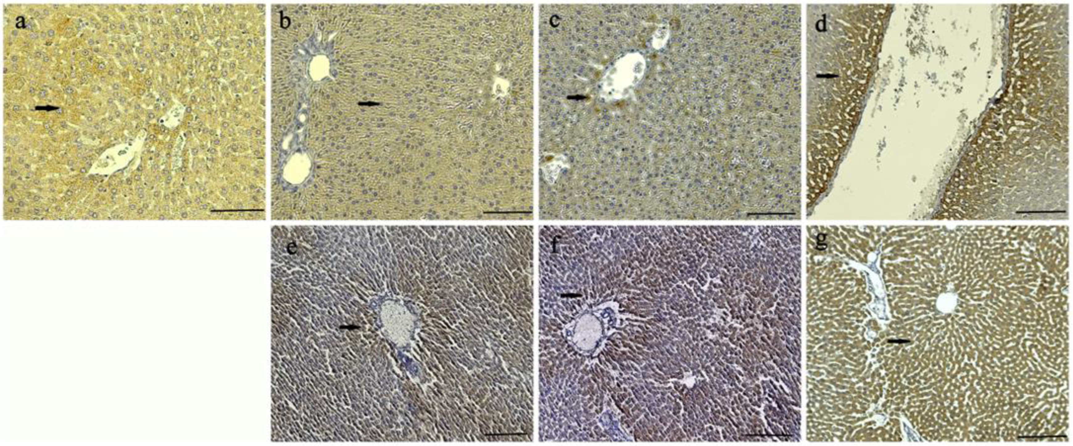 Nutrients 15 03933 g004
