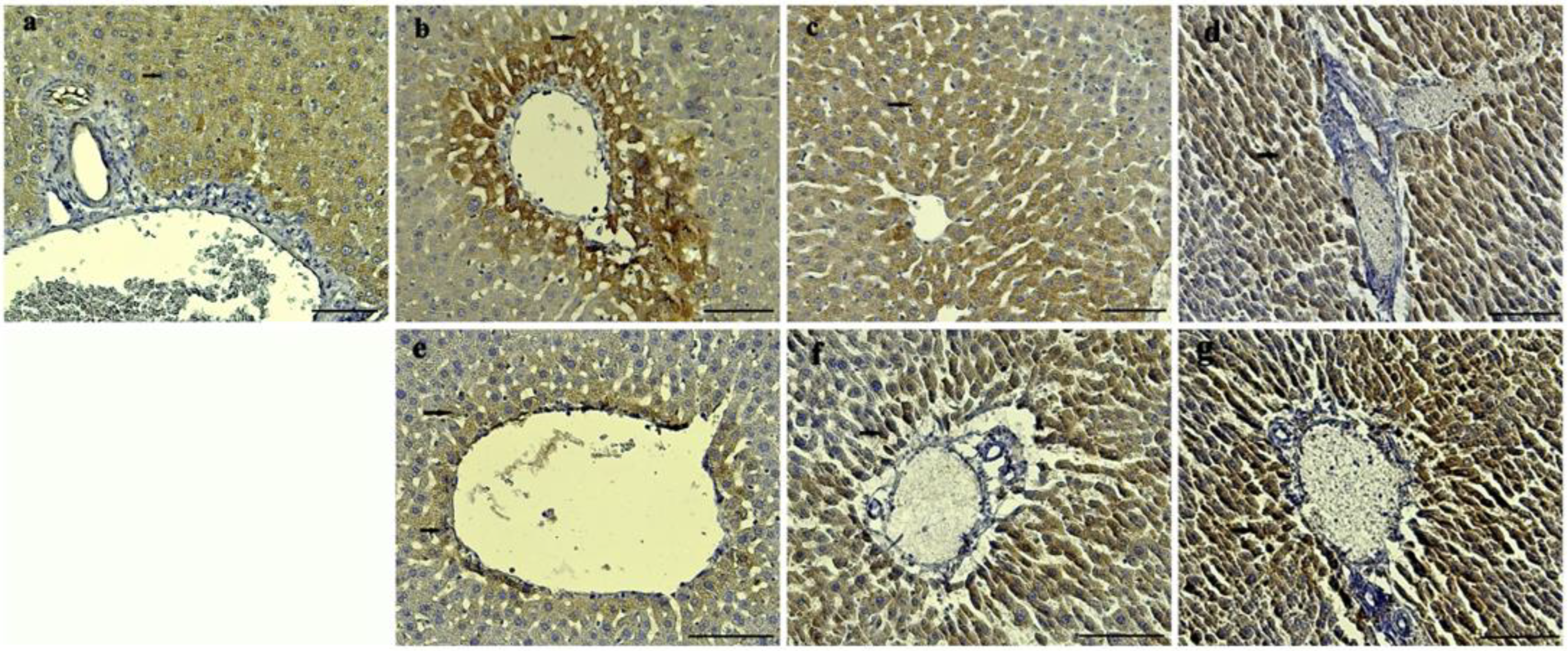 Nutrients 15 03933 g005