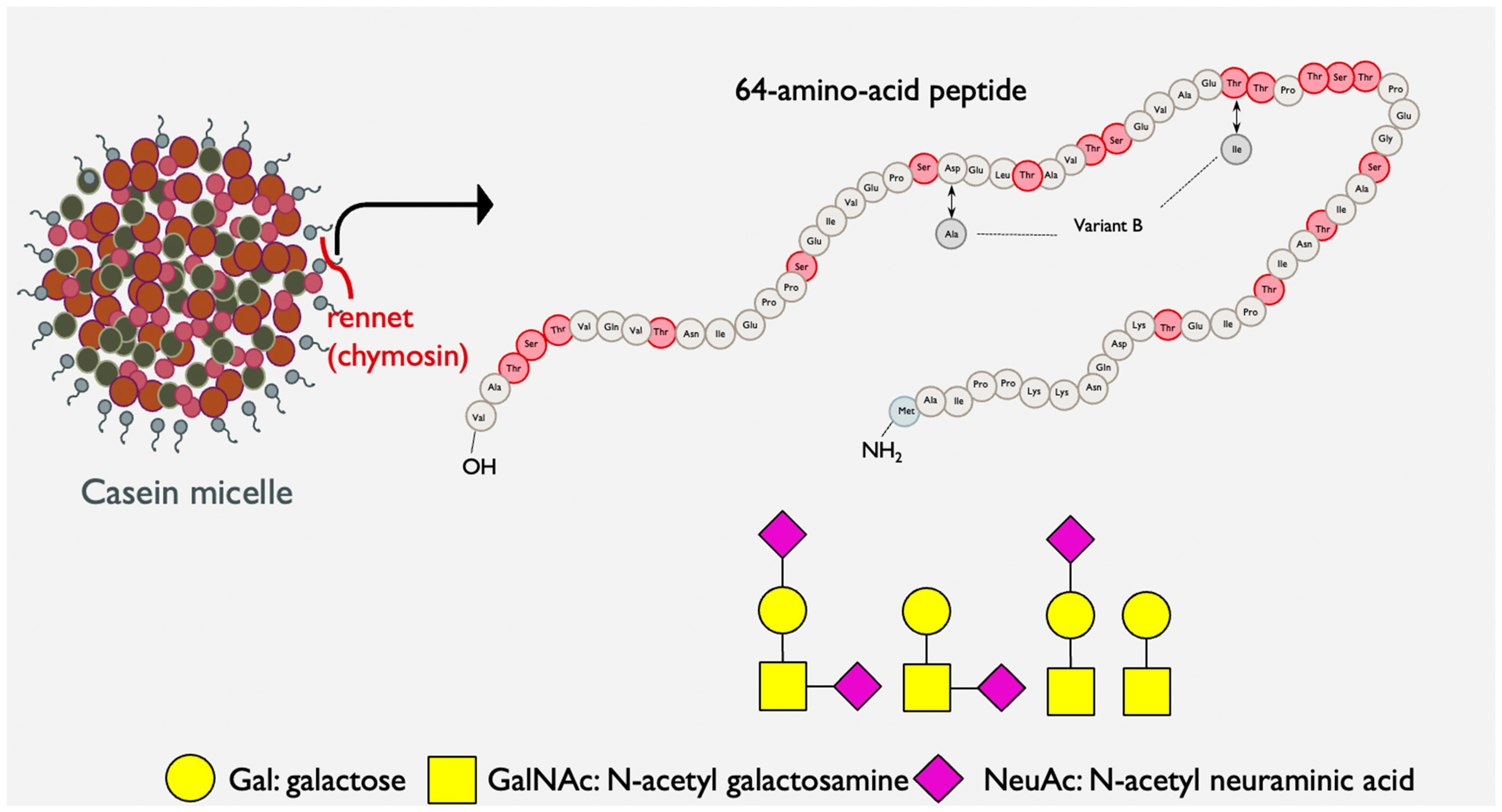 Nutrients 15 03991 g001 Nutrients 15 03991 g001