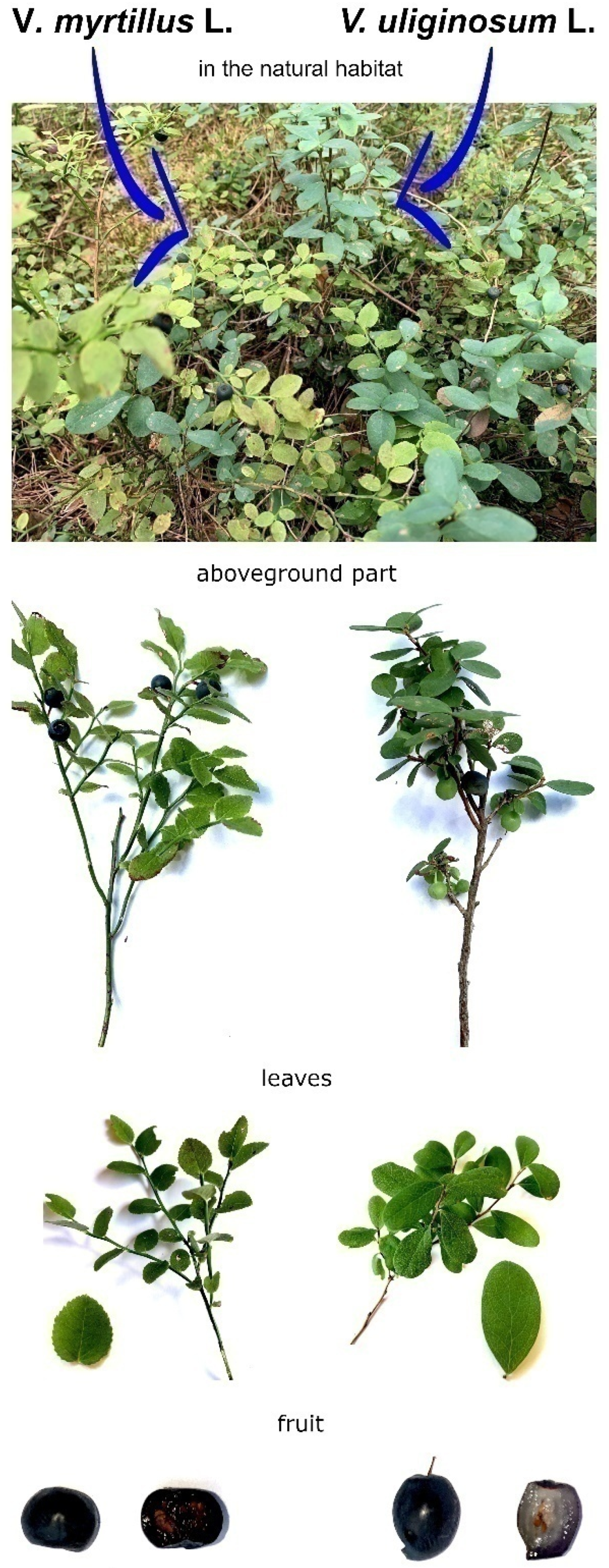 Nutrients 15 04119 g001