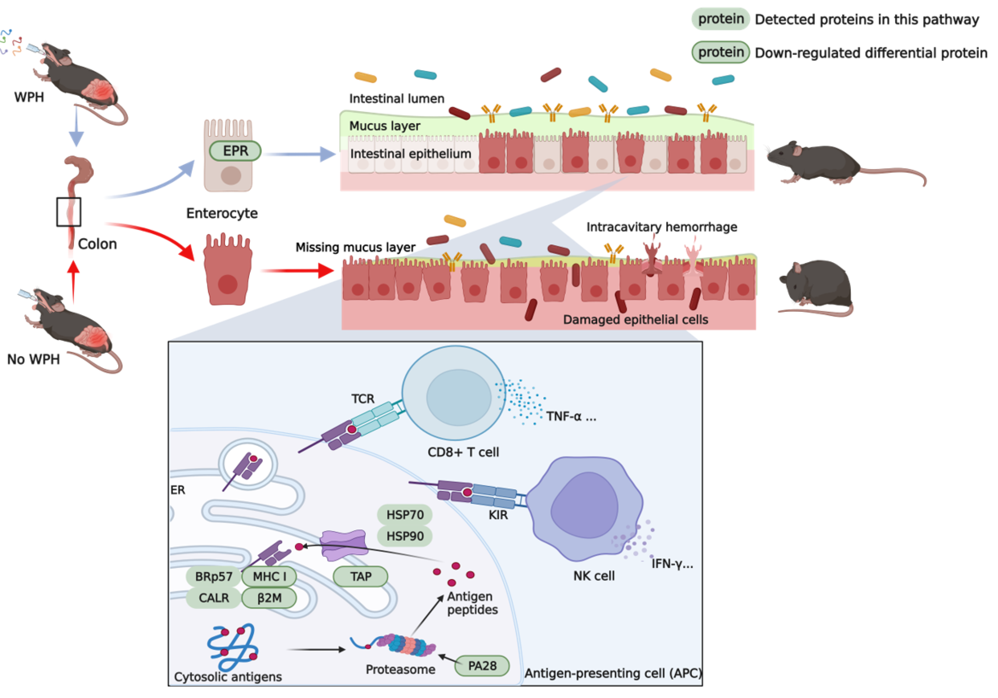 Nutrients 15 04393 g007