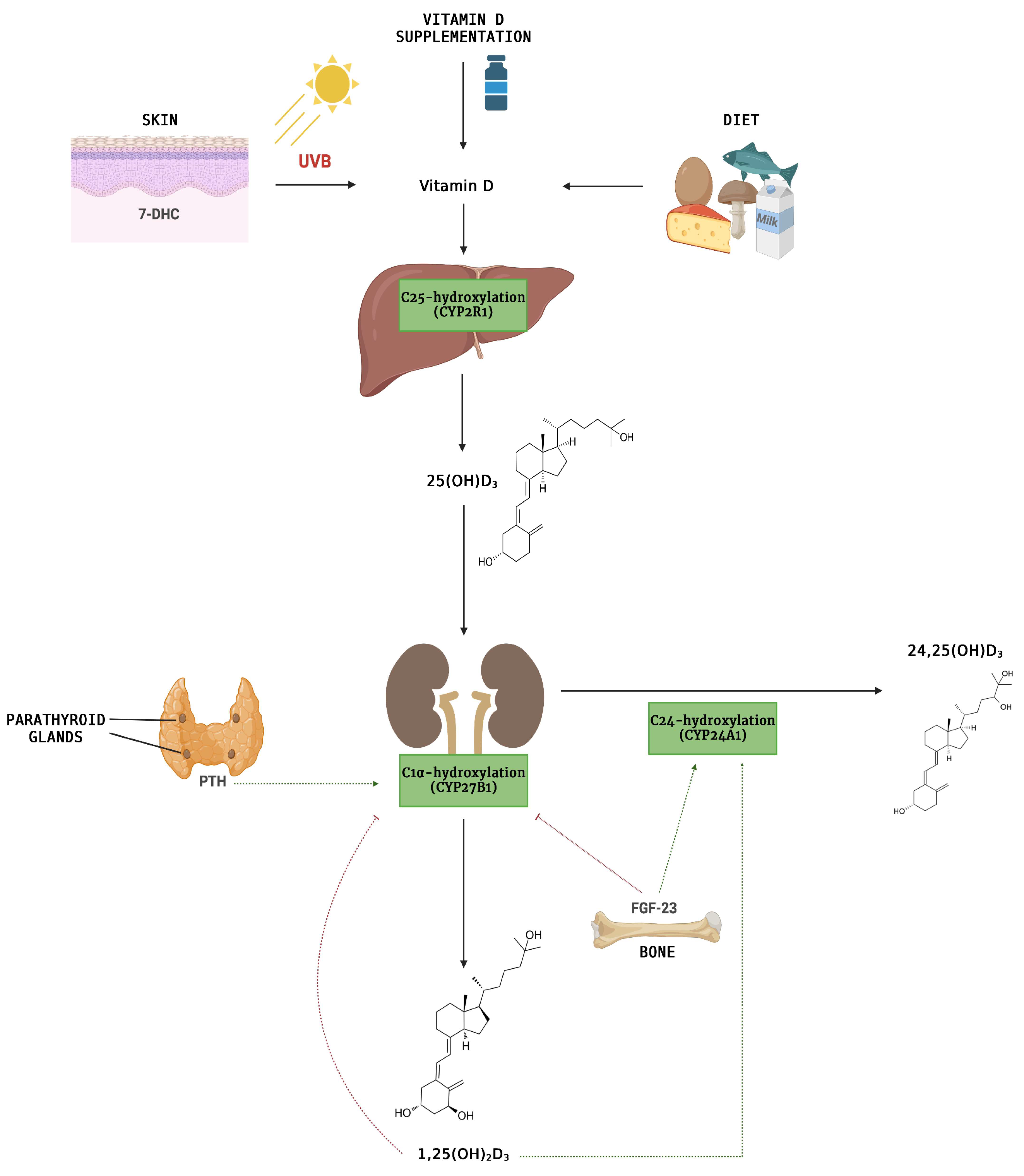 Nutrients 15 04409 g001