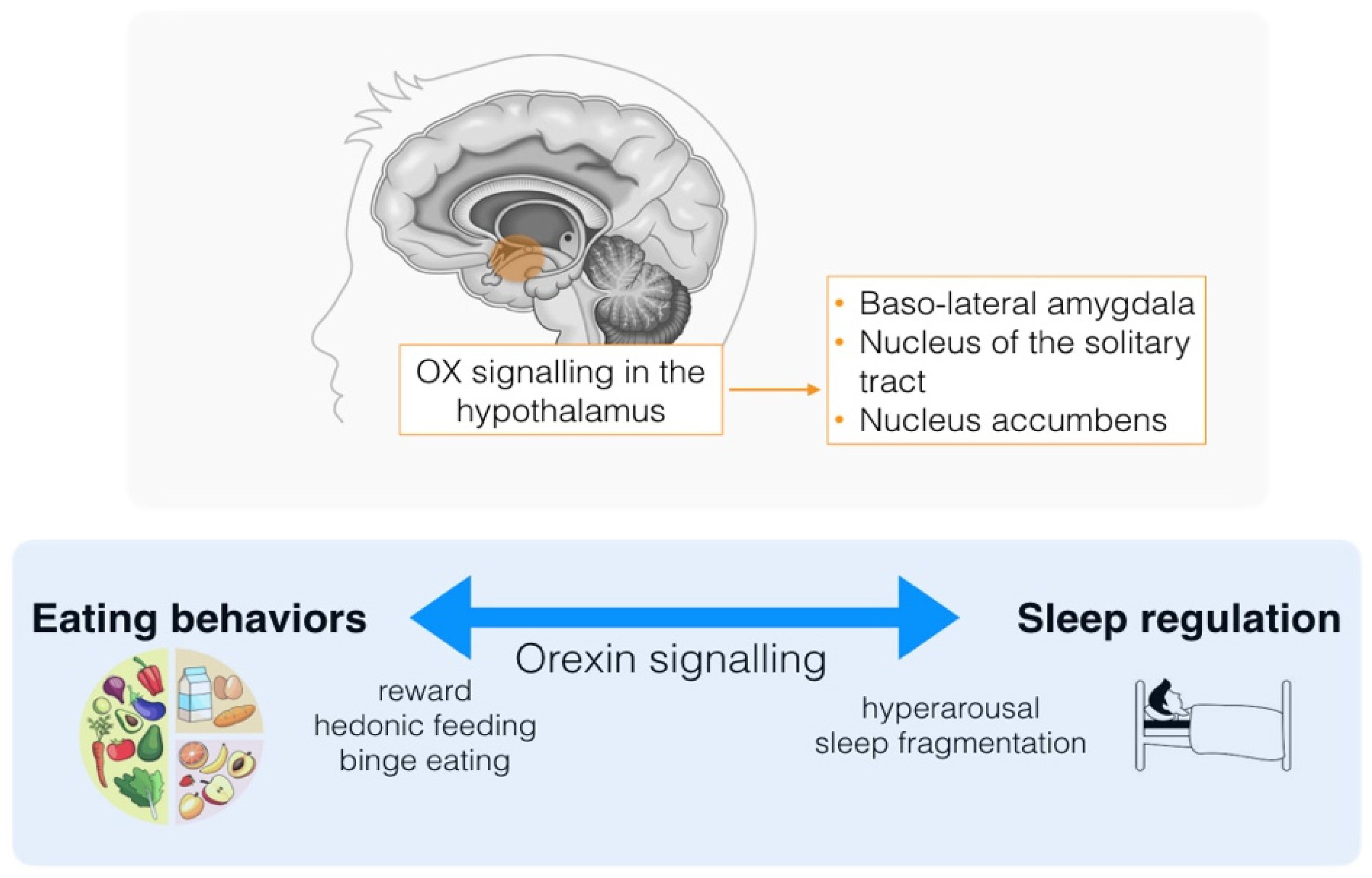 Nutrients 15 04488 g001