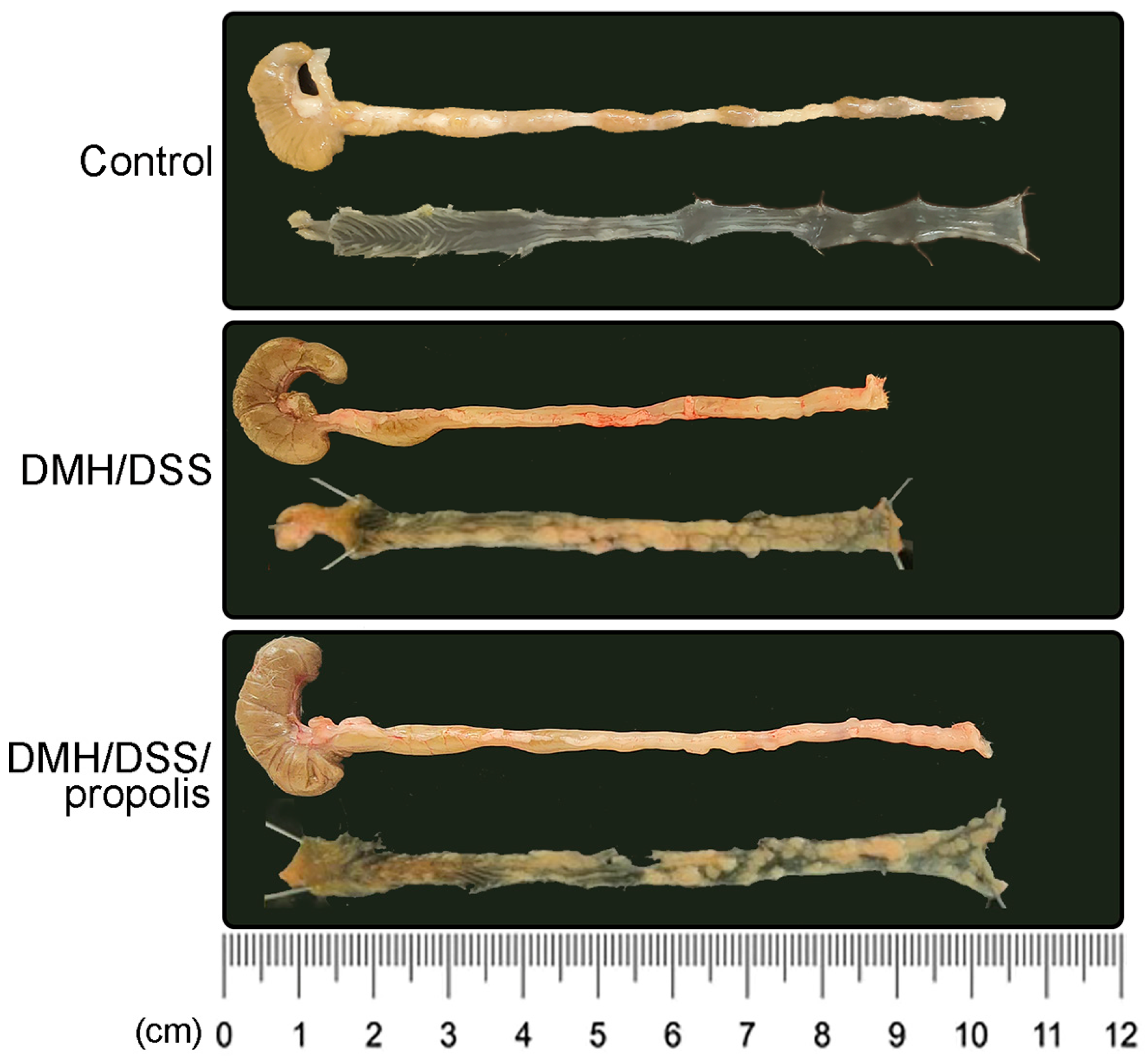 Nutrients 15 04494 g003