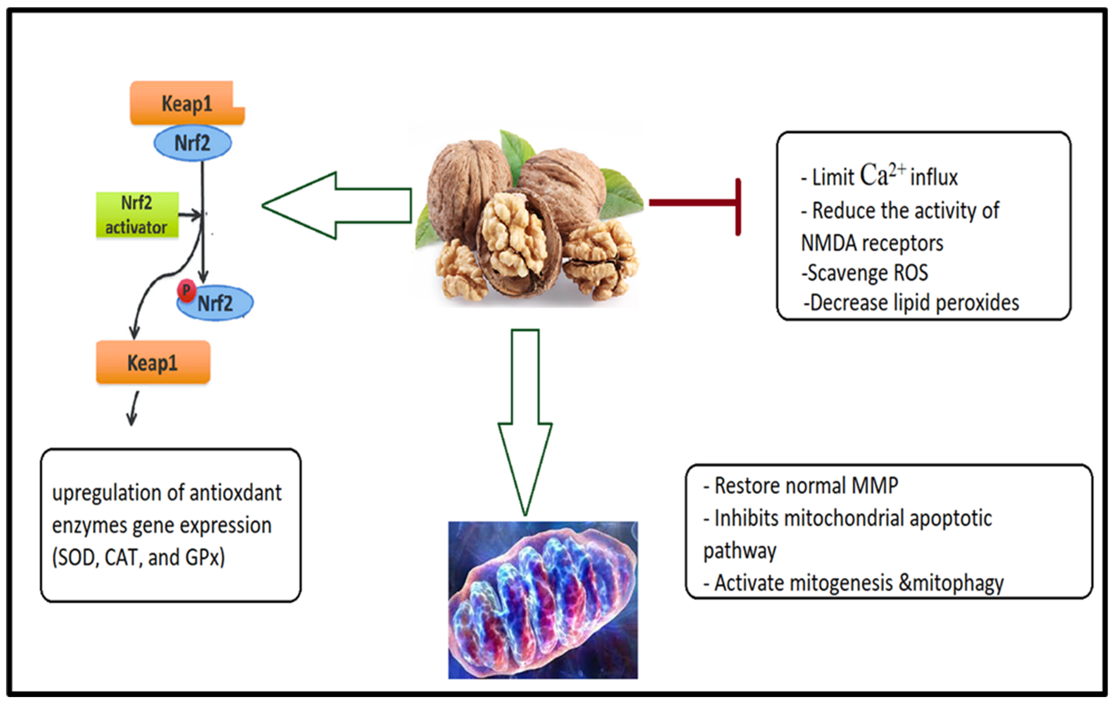 Nutrients 15 04564 g003