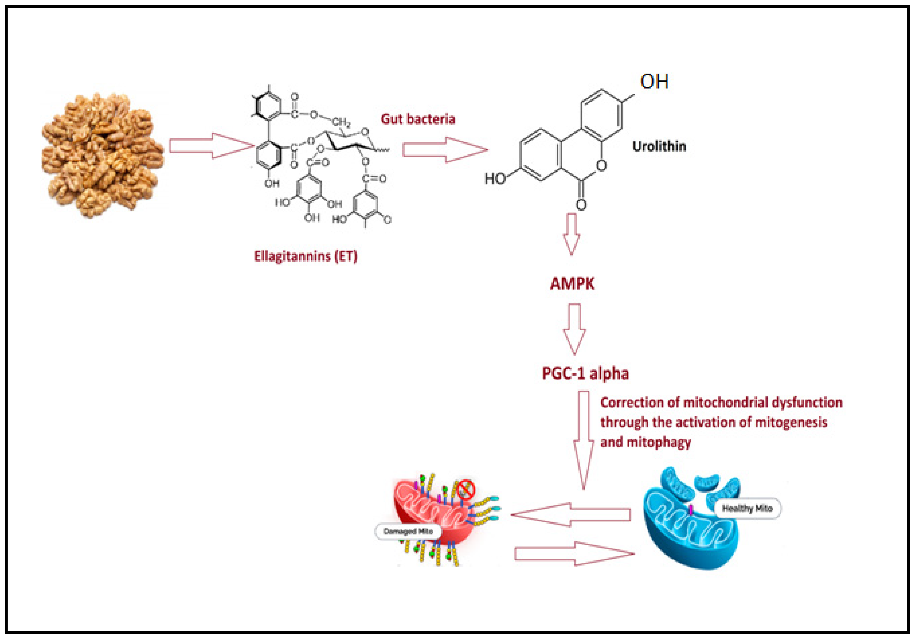 Nutrients 15 04564 g005