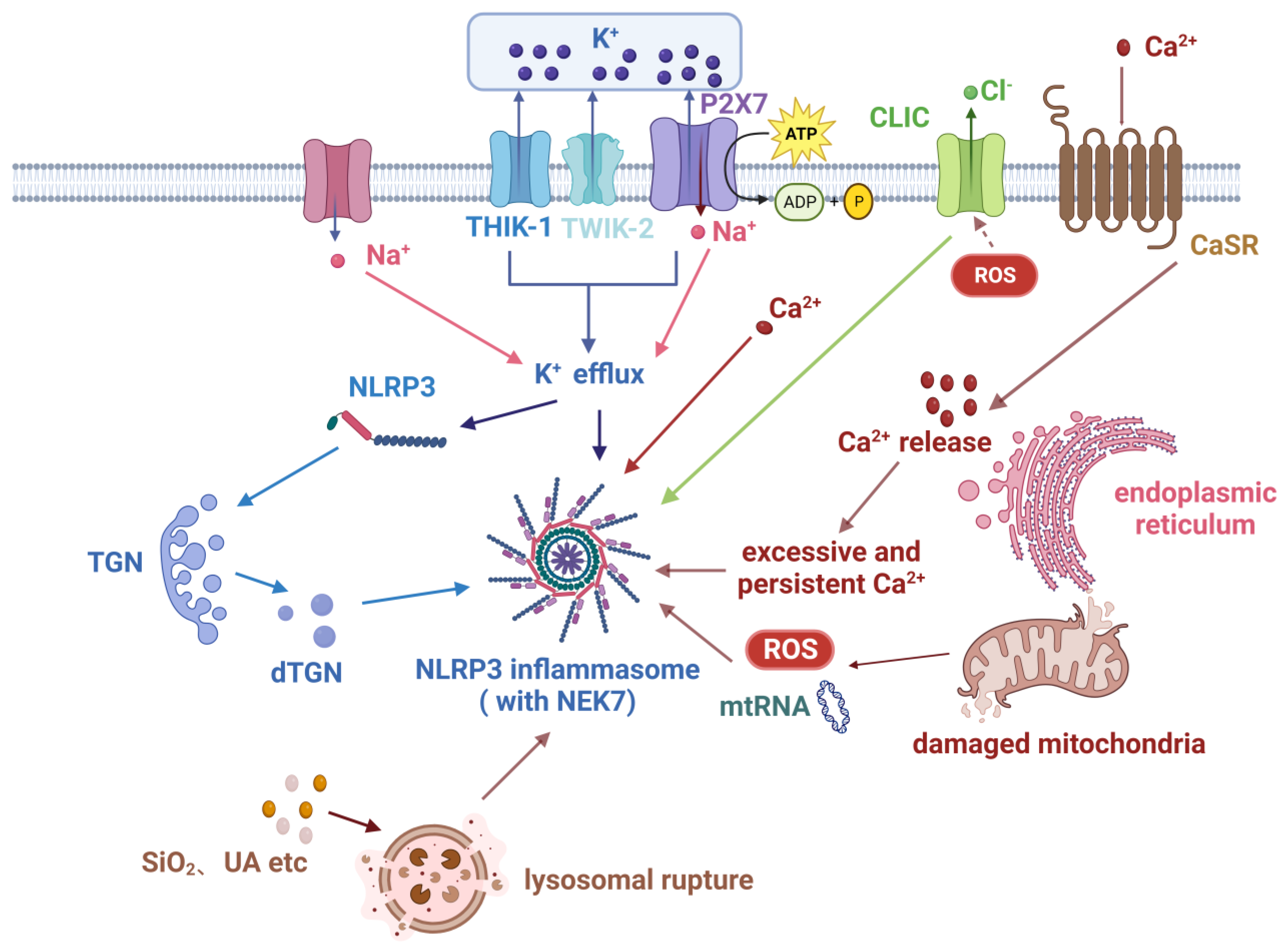 Nutrients 15 04584 g002
