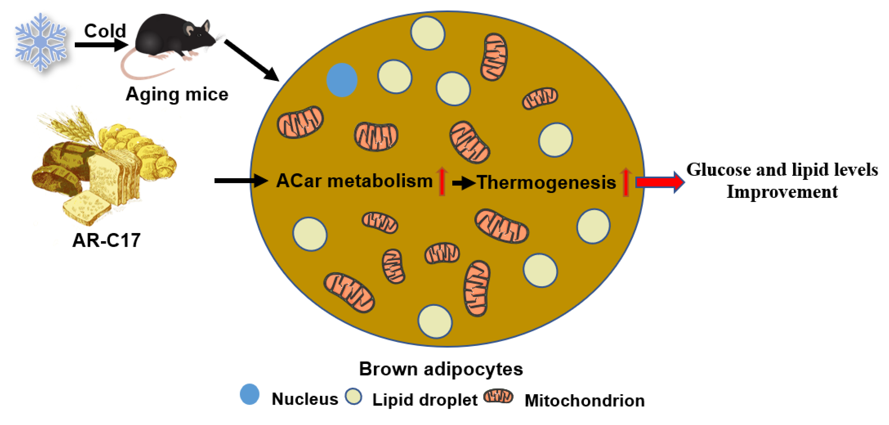 Nutrients 15 04597 g007