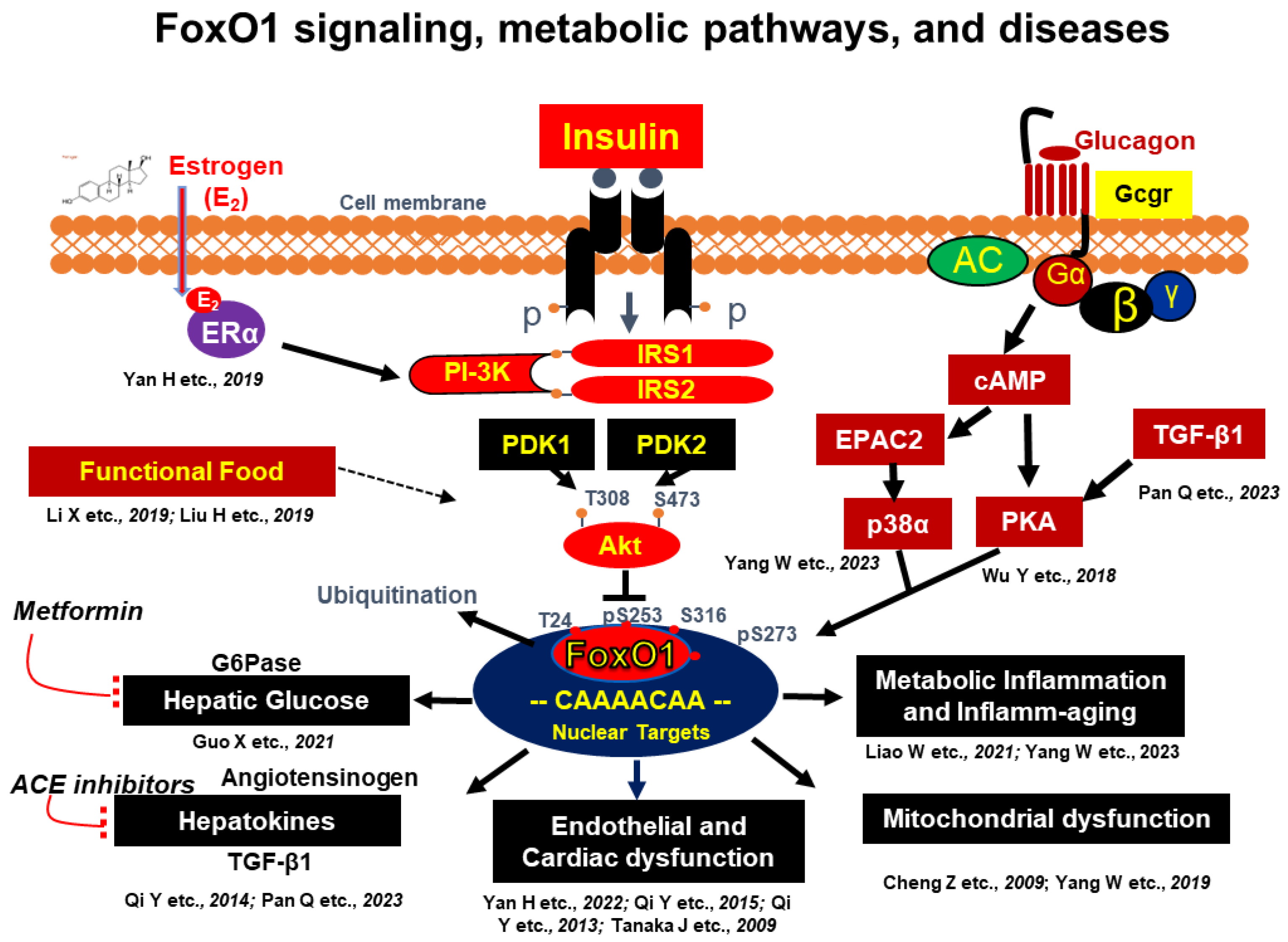 Nutrients 15 04671 g001