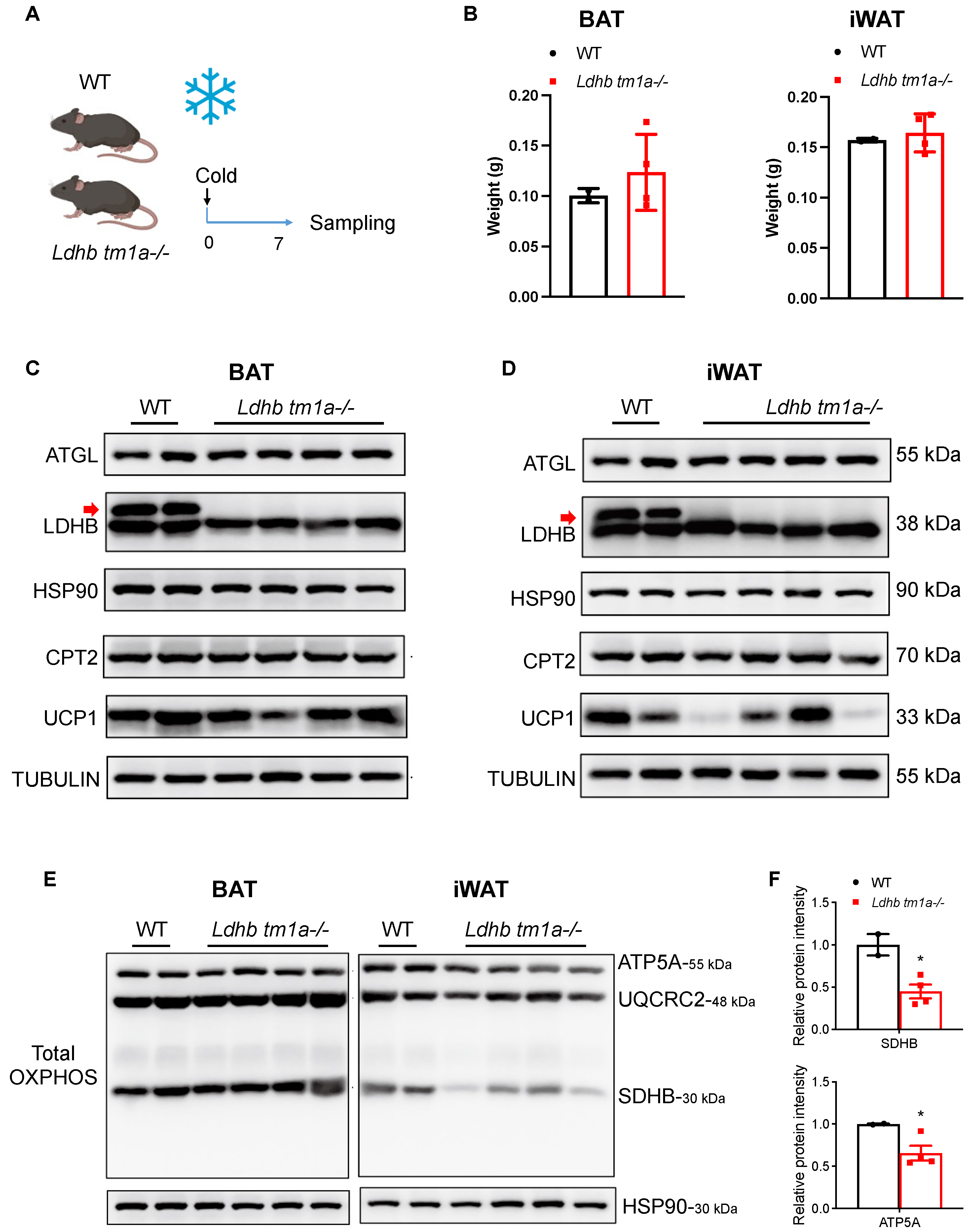 Nutrients 15 04846 g005