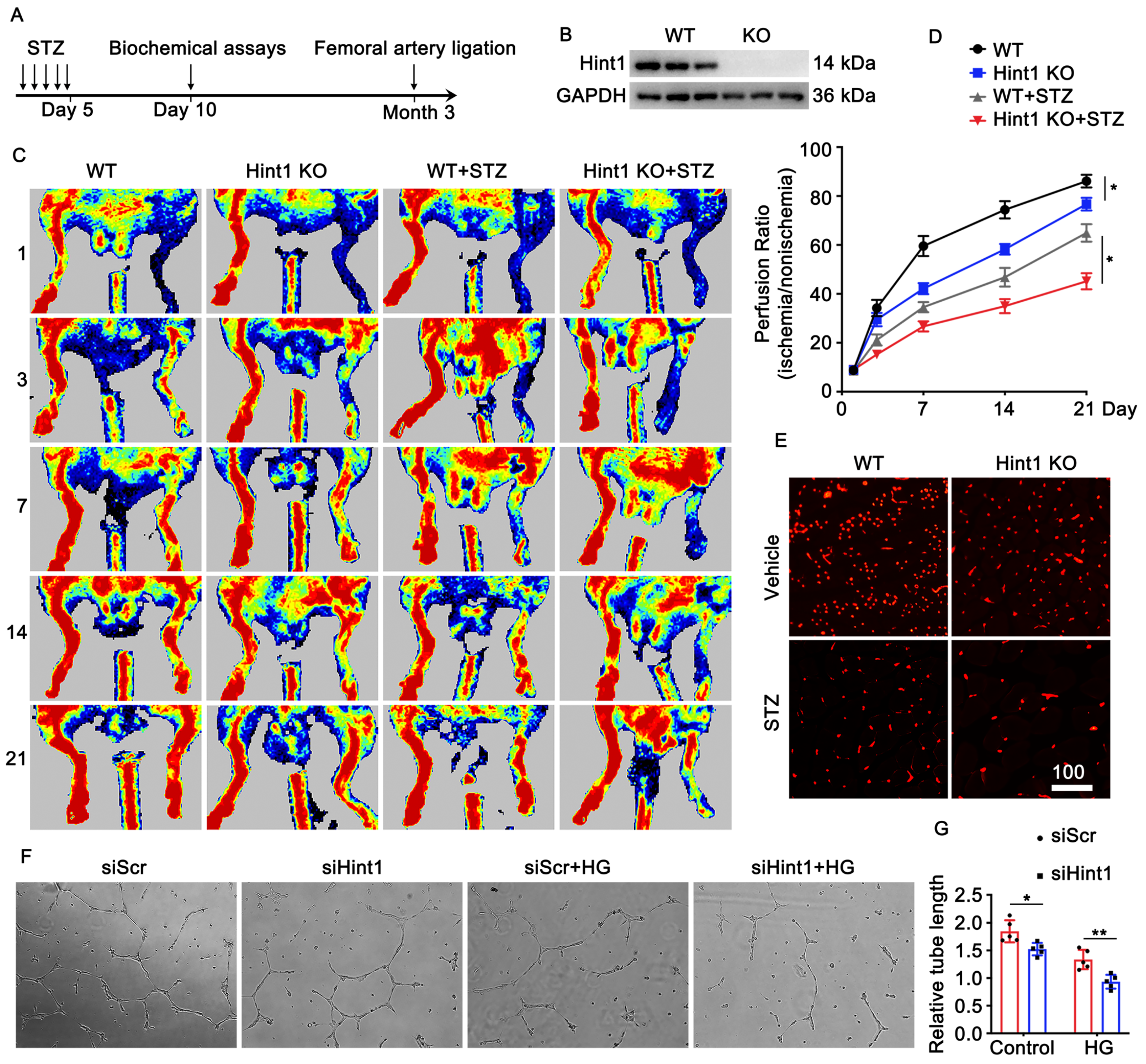 Nutrients 15 04859 g002 Nutrients 15 04859 g002
