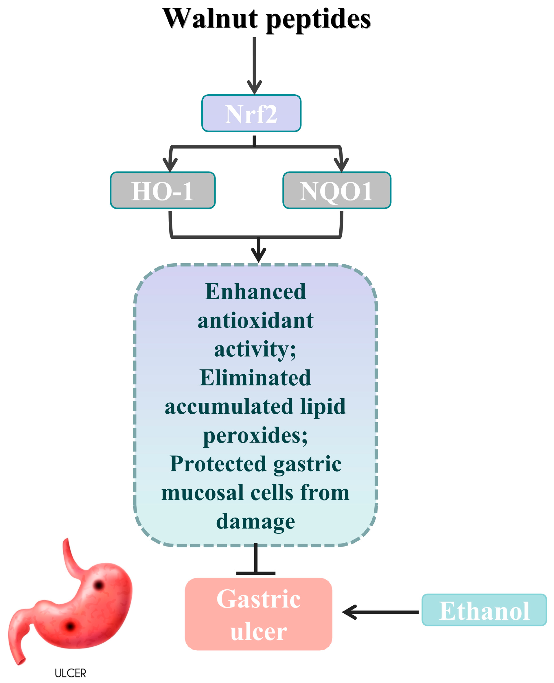 Nutrients 15 04866 g006