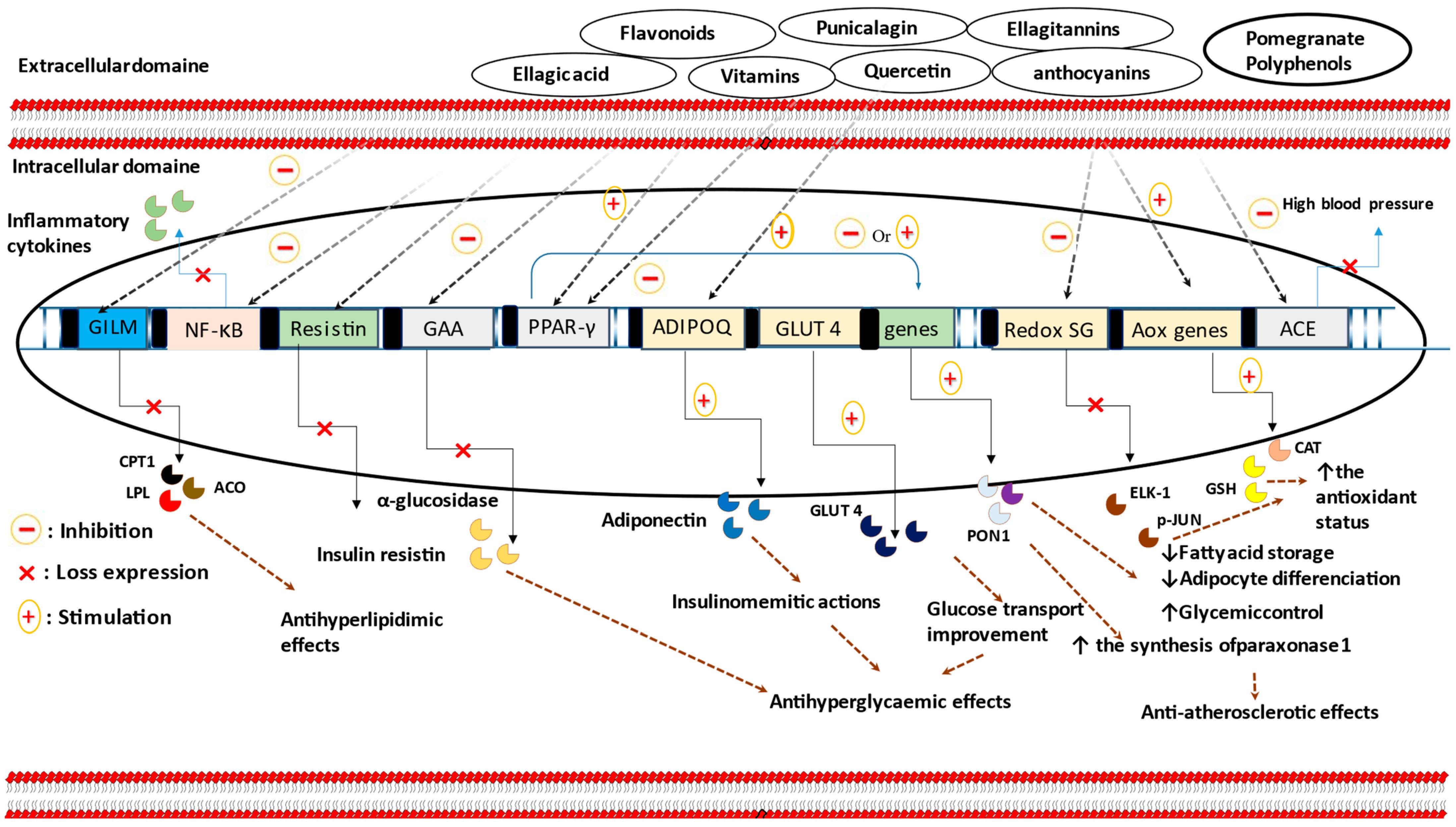 Nutrients 15 04879 g001