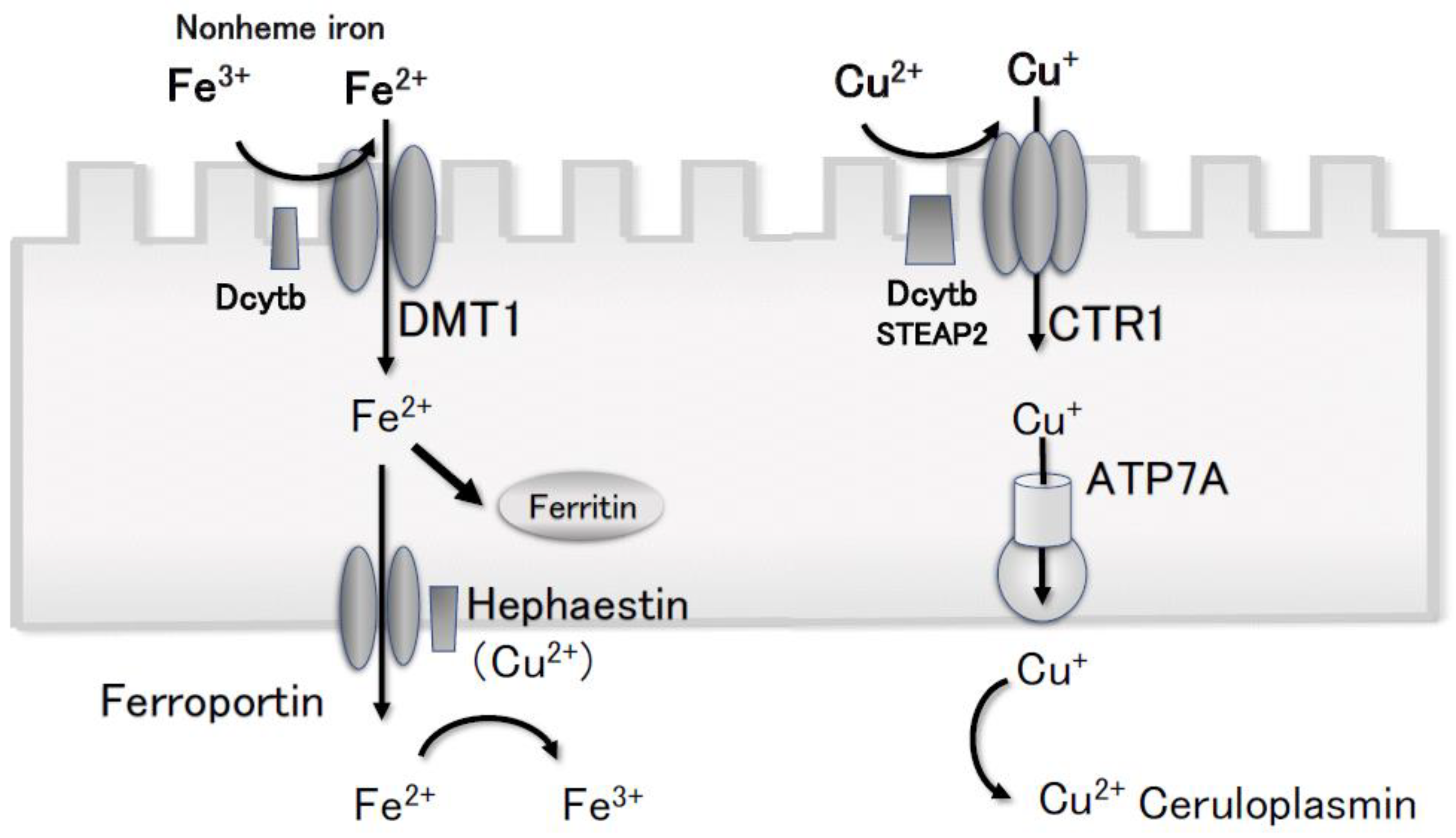 Nutrients 15 04887 g005