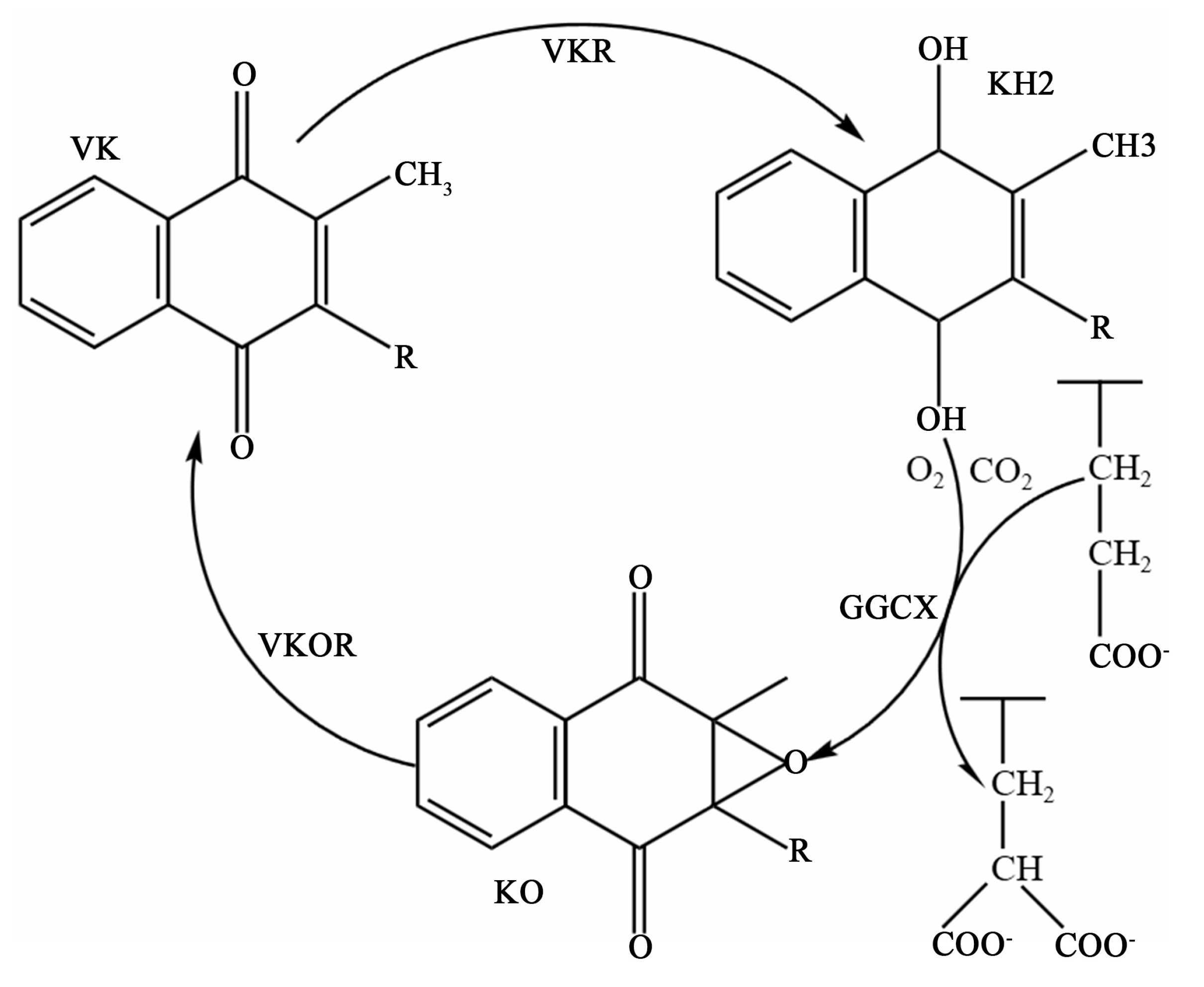 Nutrients 15 04935 g002