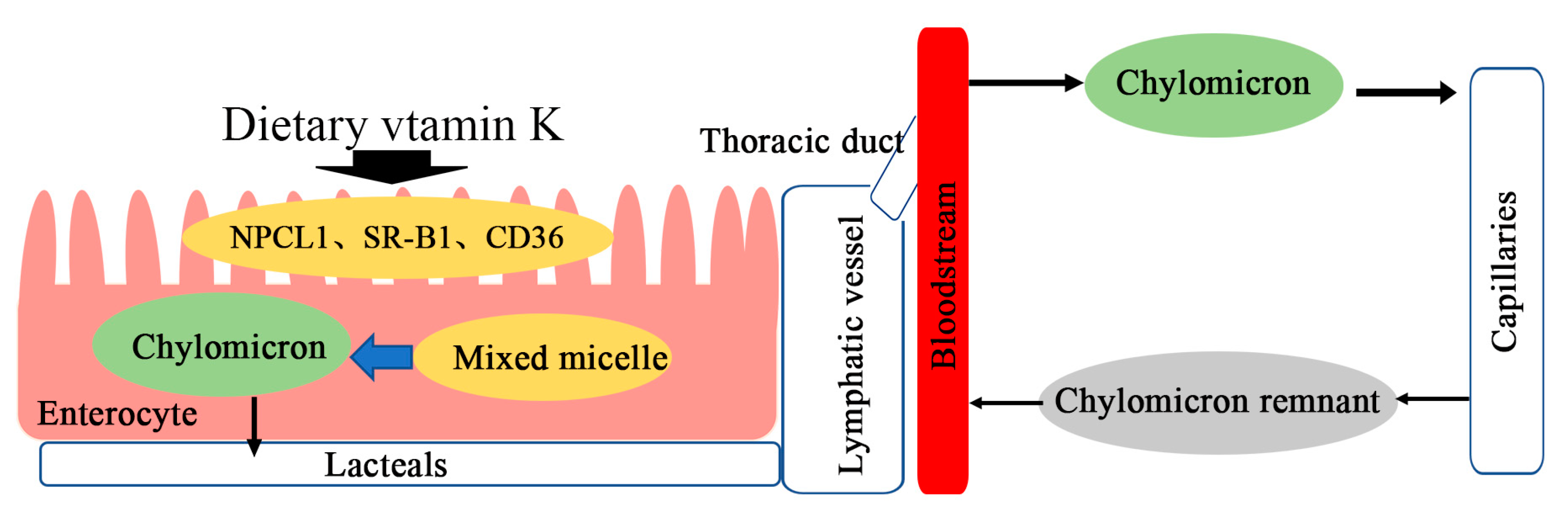 Nutrients 15 04935 g003