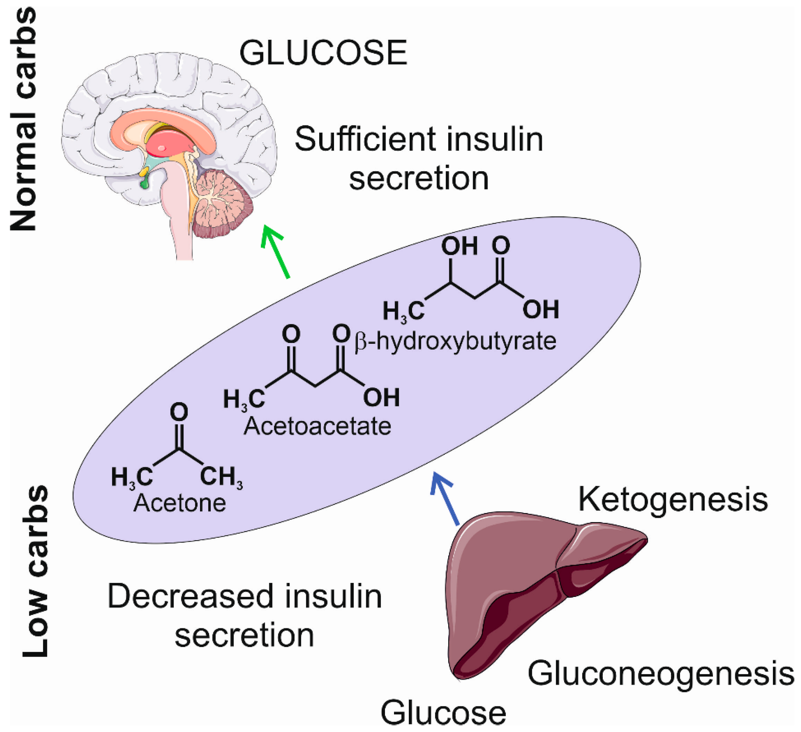 Nutrients 15 04998 g003