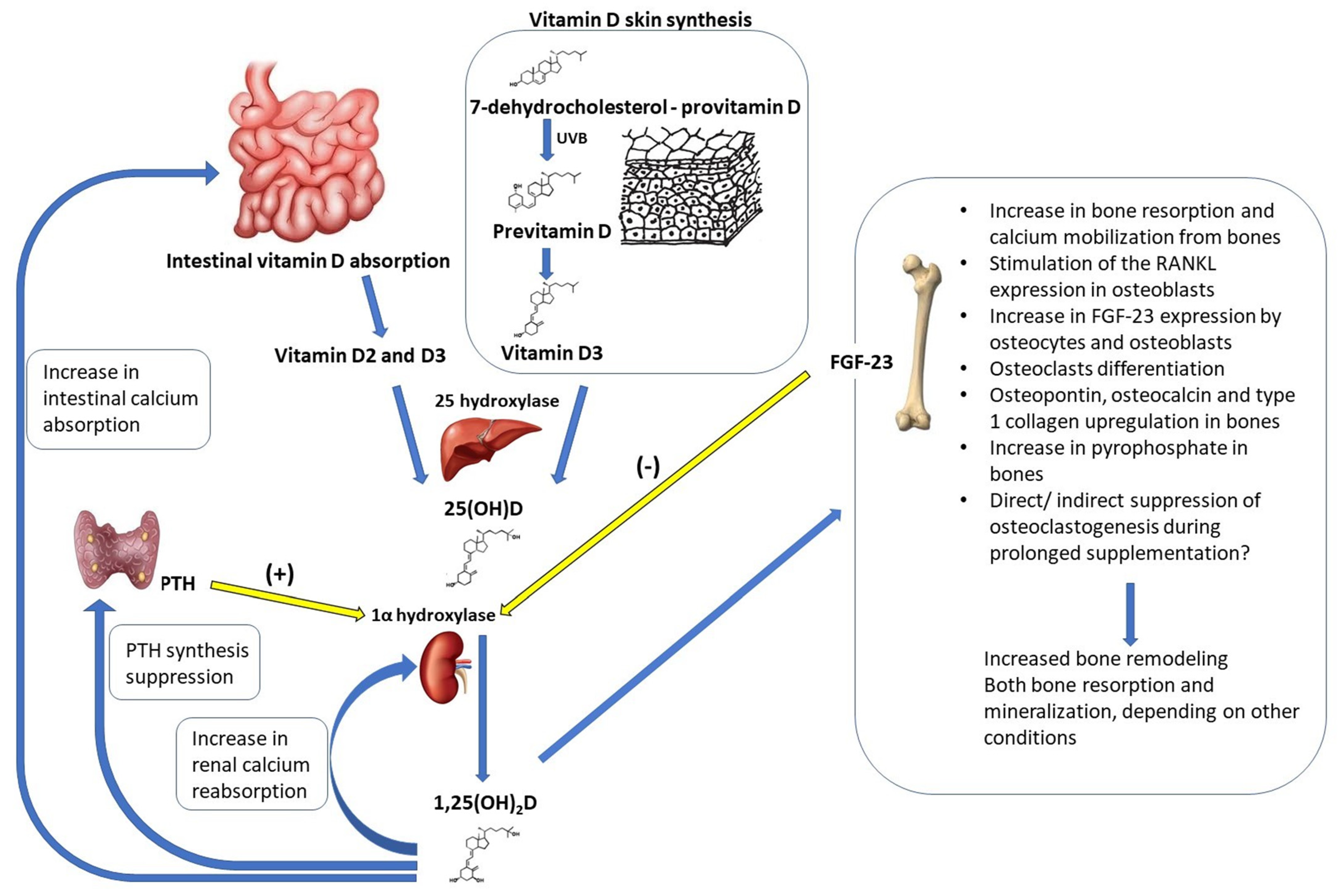 Nutrients 15 05014 g003 Nutrients 15 05014 g003