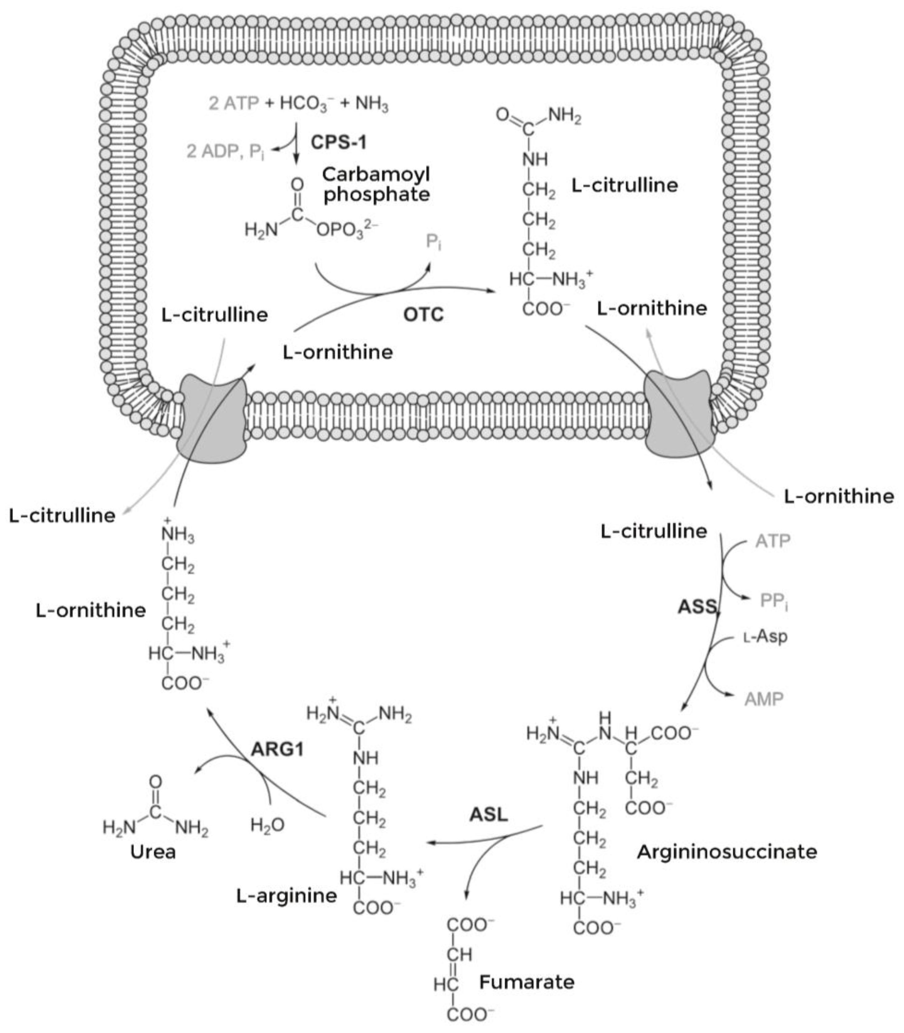 Nutrients 16 00013 g001