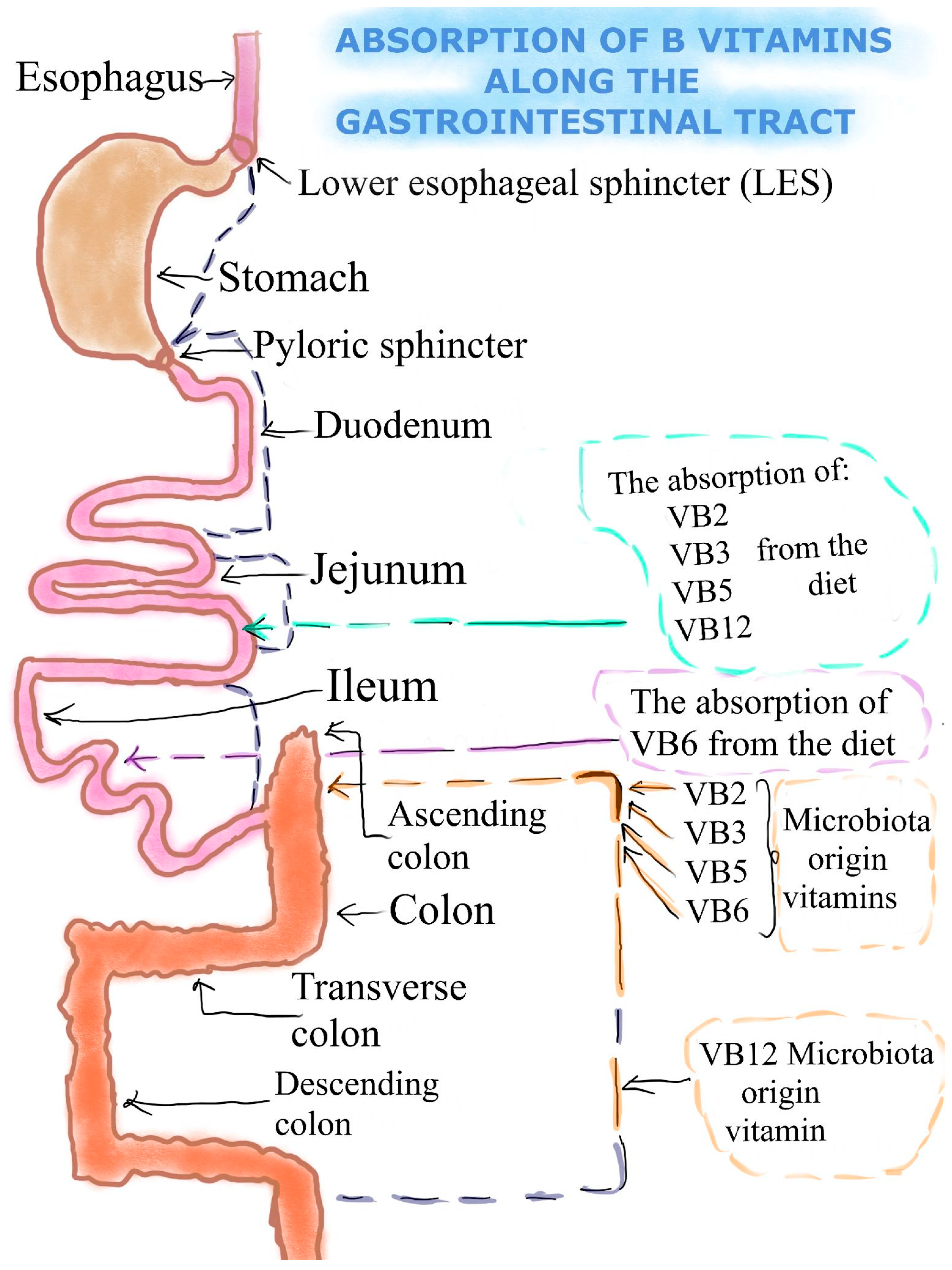 Nutrients 16 00024 g001 Nutrients 16 00024 g001