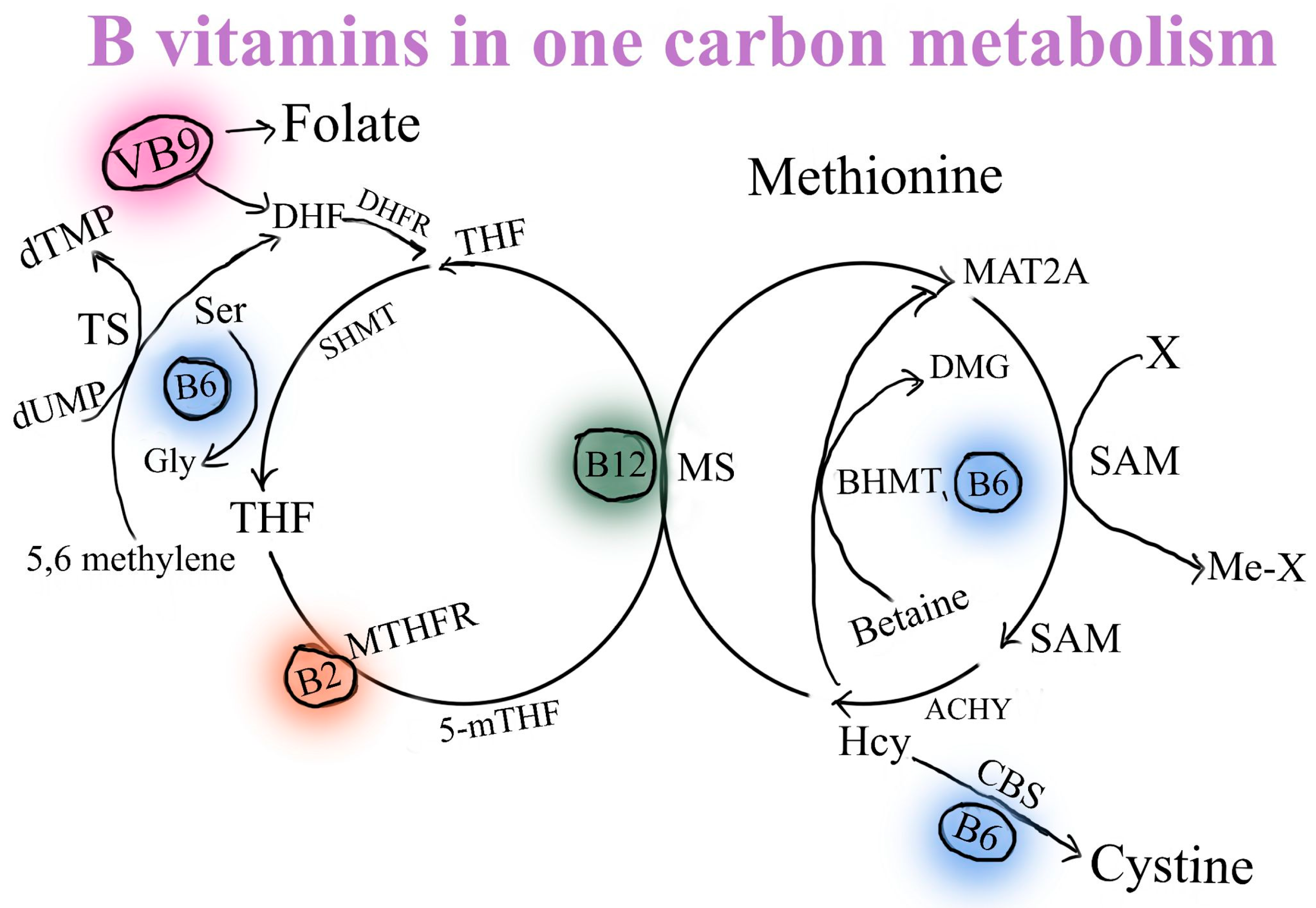Nutrients 16 00024 g004 Nutrients 16 00024 g004