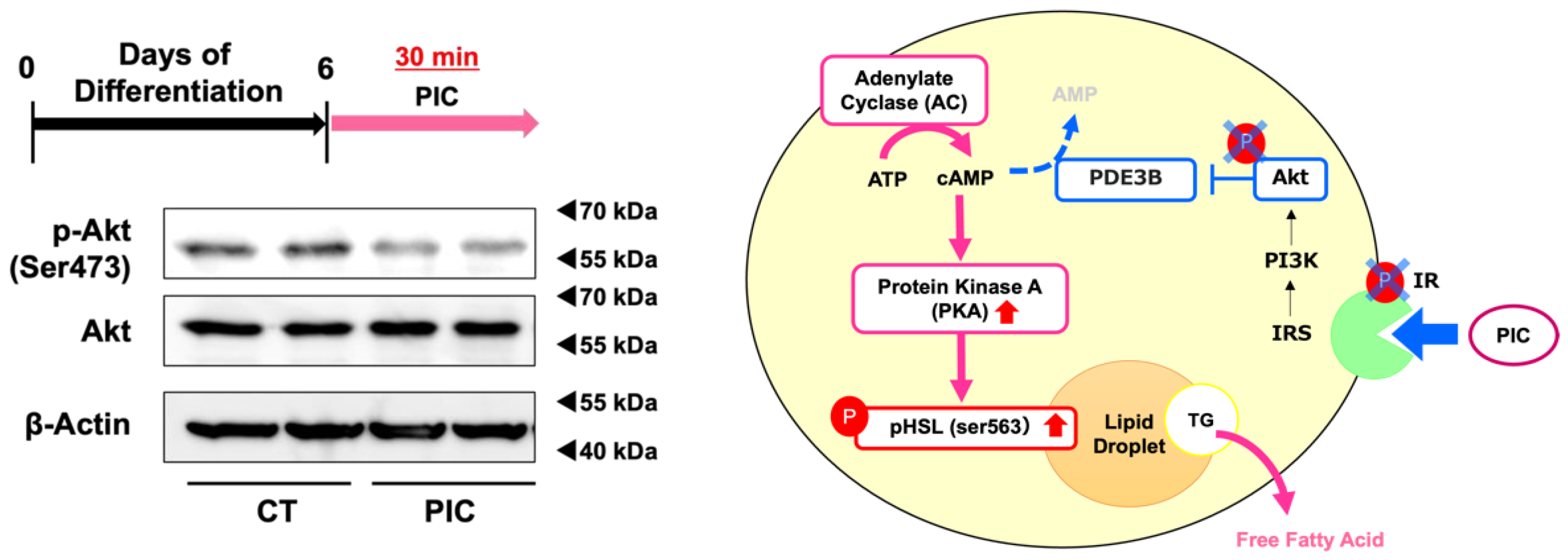 Nutrients 16 00038 g004